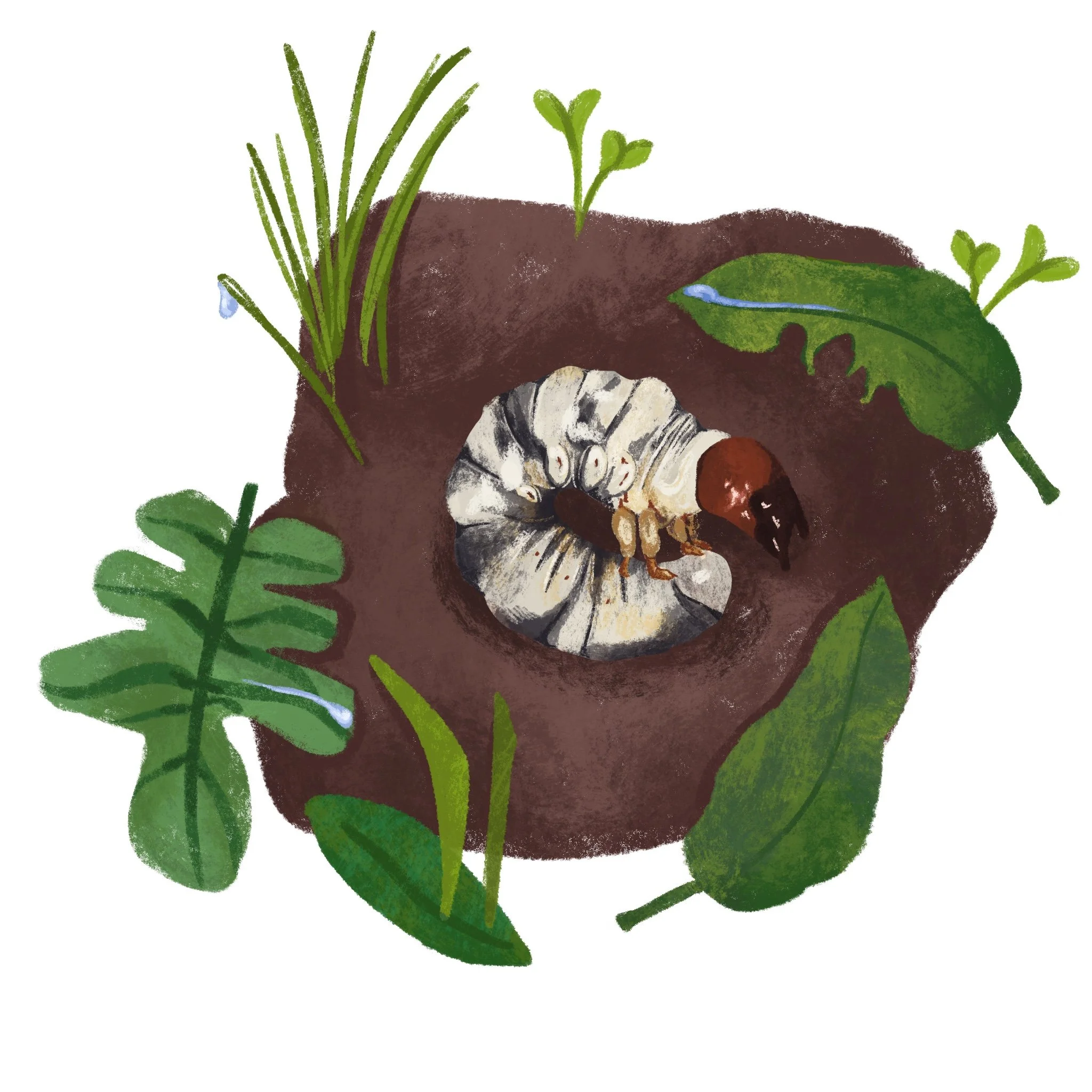 Digital Spot Illustration for Beetles are Everywhere