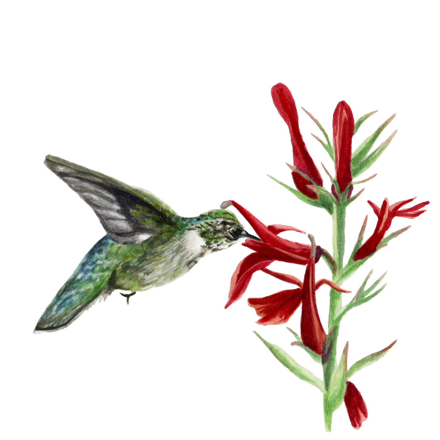 Ruby Throated Hummingbird and Cardinal Flower
