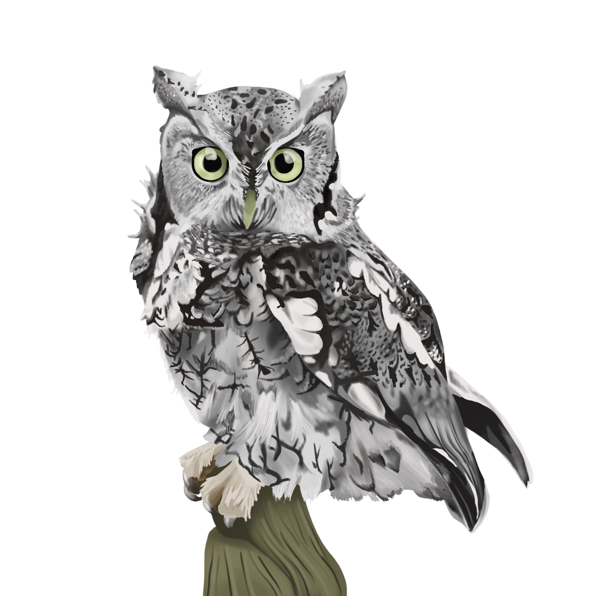 Screech_Owl.png