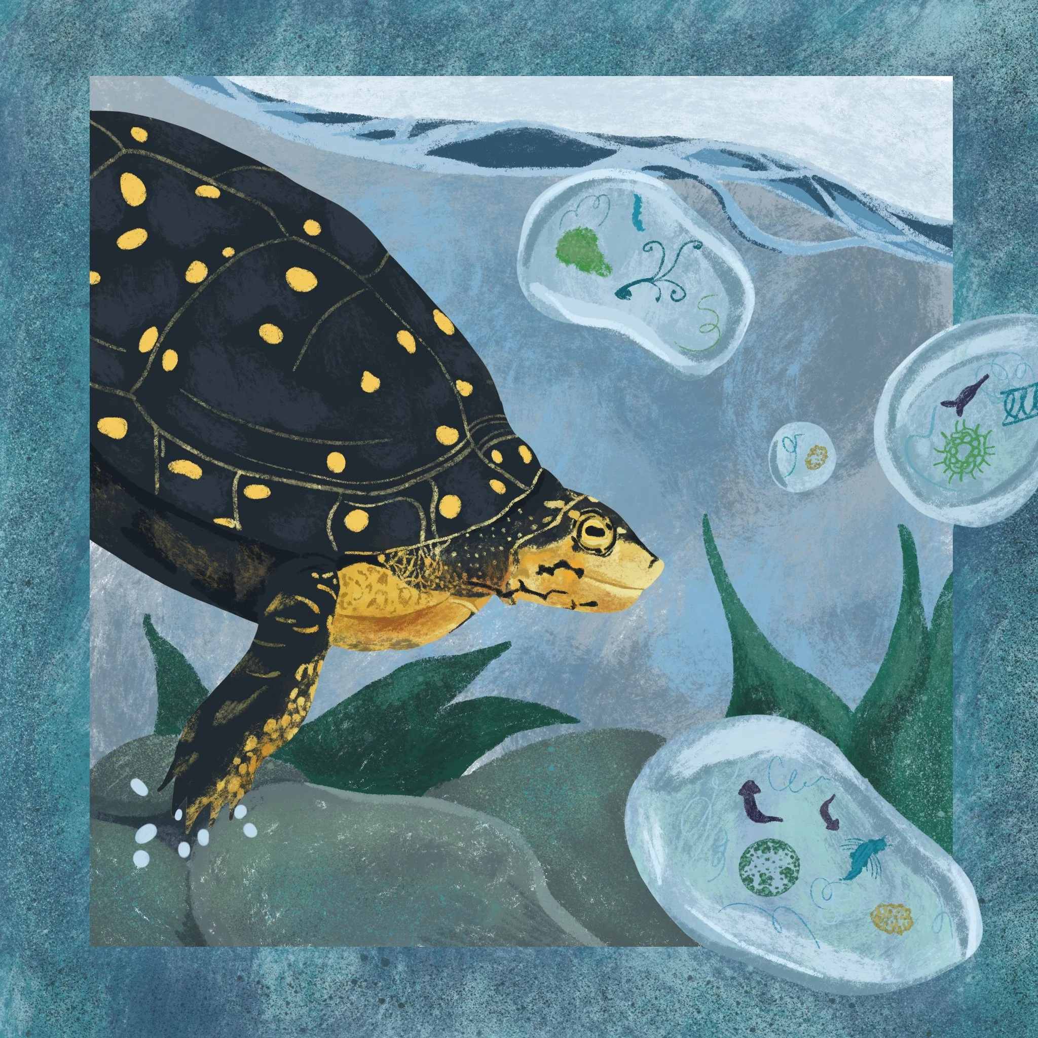 Pond Life of all Sizes (Digital)