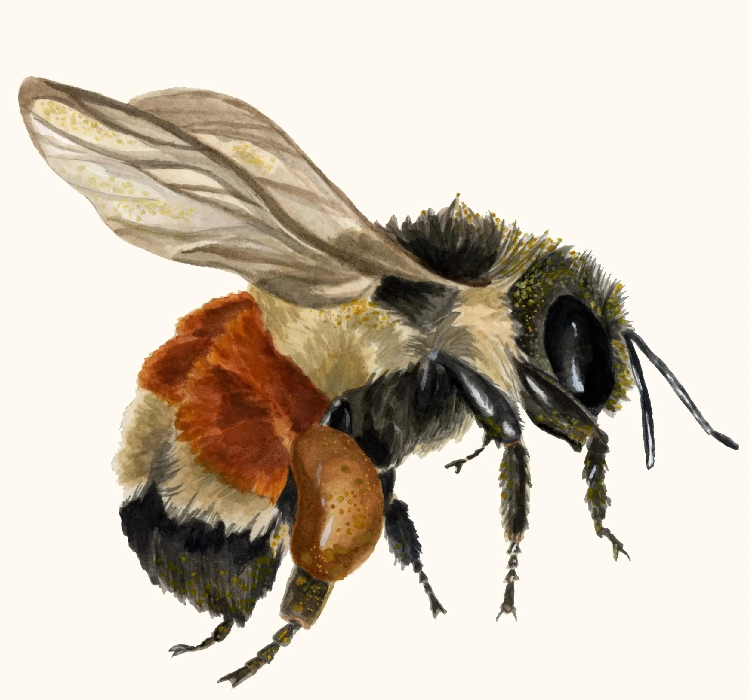 Scientific Illustration