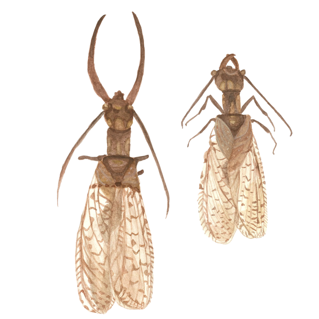 Male and Female Dobsonfly