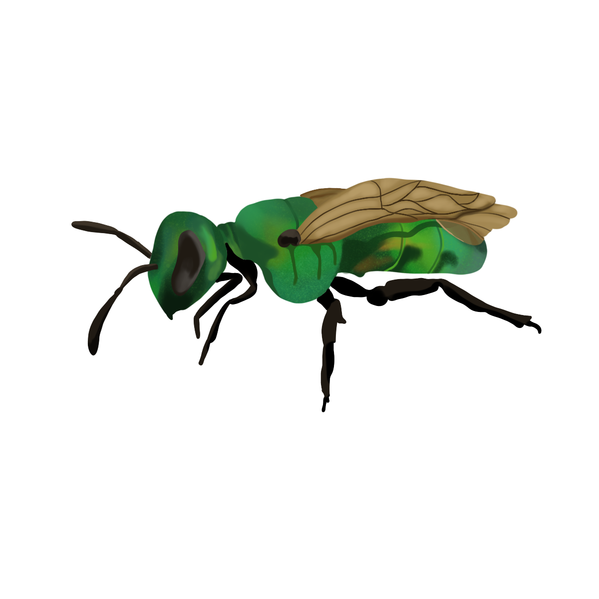 Sweat_Bee.png