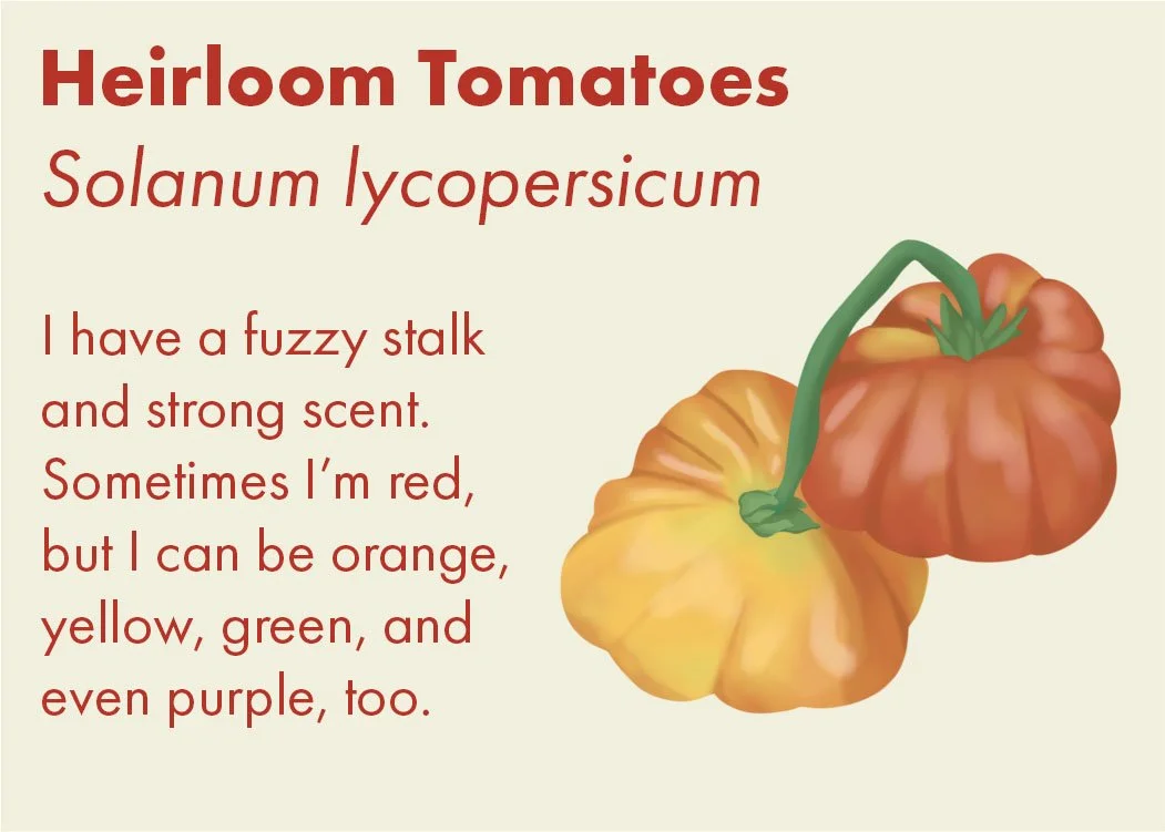 Tomato Card.jpg