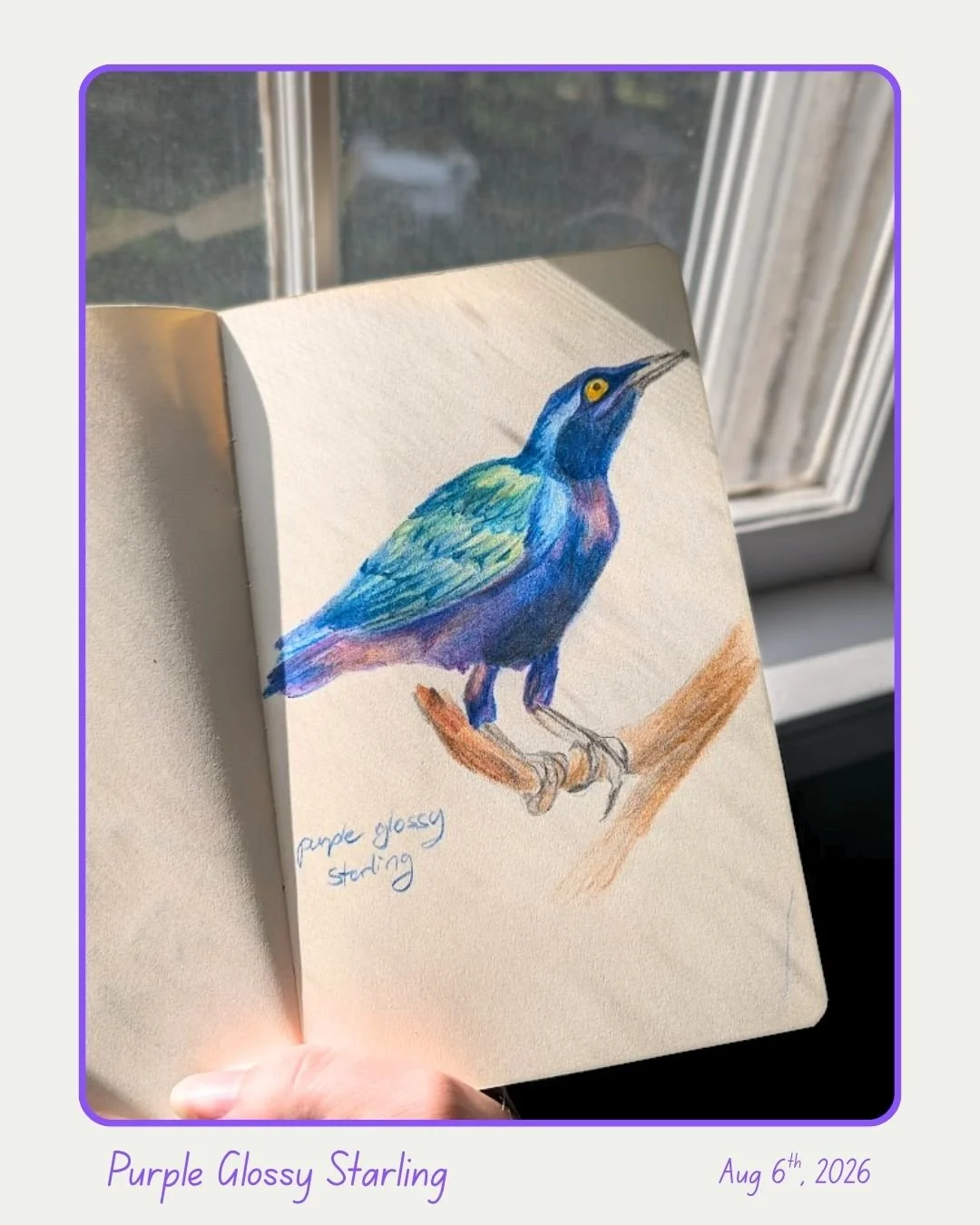 Purple Glossy Starling.jpg