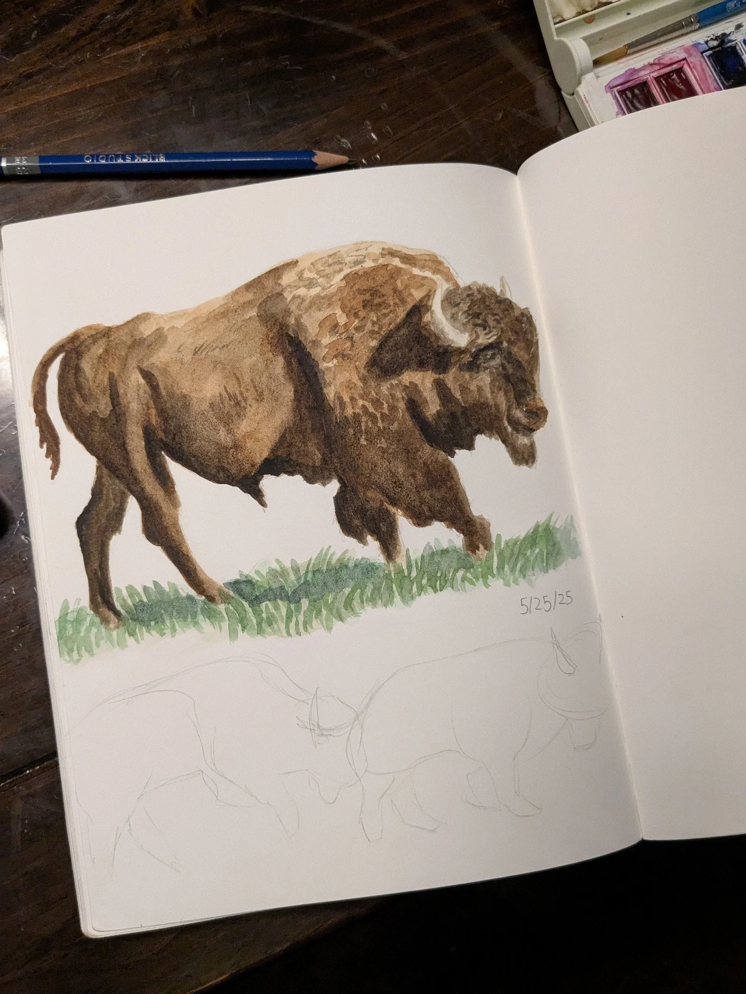 Watercolor Study of Plains Bison