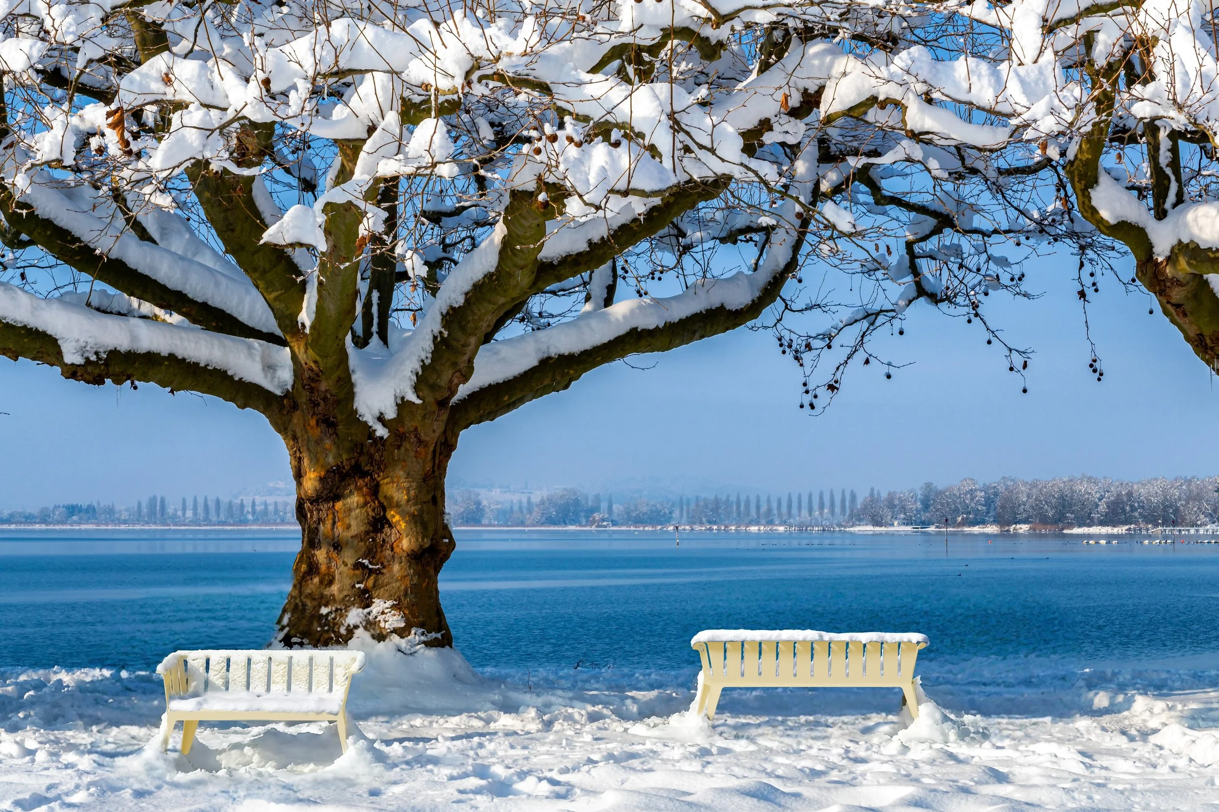 Ein Baum mit verschneiten Zweigen am Ufer eines Sees, zwei weiße Bänke im Schnee, im Hintergrund sind weitere Bäume und der See zu sehen, alles unter klarem blauen Himmel.