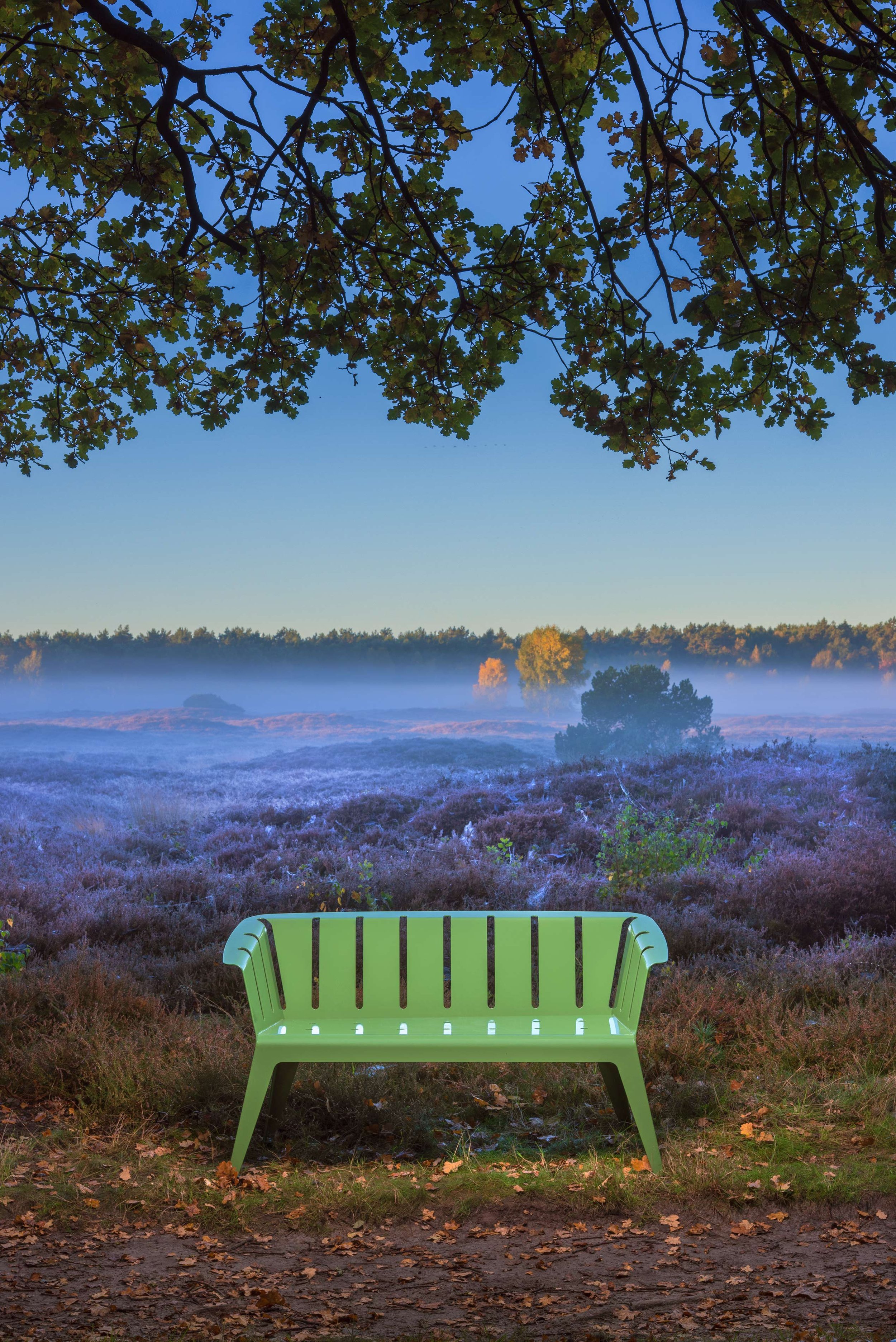 Grüner Parkbank im Mooswald bei Sonnenaufgang, im Hintergrund neblige Landschaft mit Büschen und Bäumen, über dem Himmel sind Zweige eines Baumes zu sehen.
