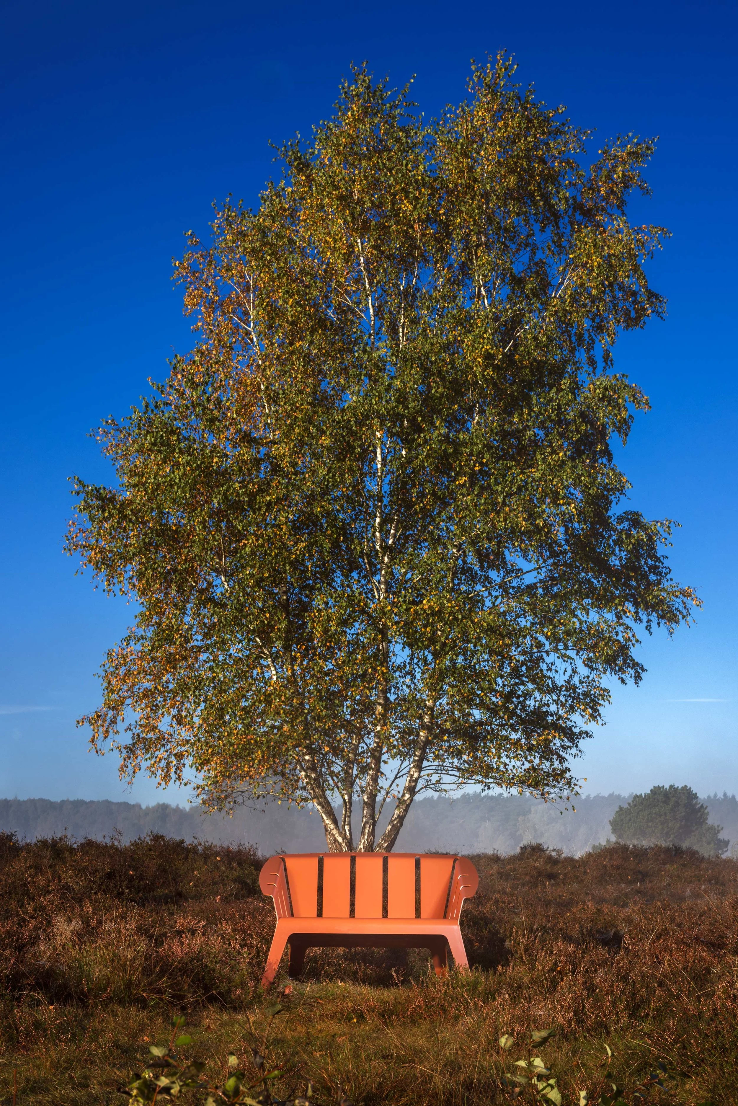 Ein Baum mit grünen Blättern steht auf einer offenen Wiese, vor einem klaren blauen Himmel, mit einer Bank im Vordergrund.