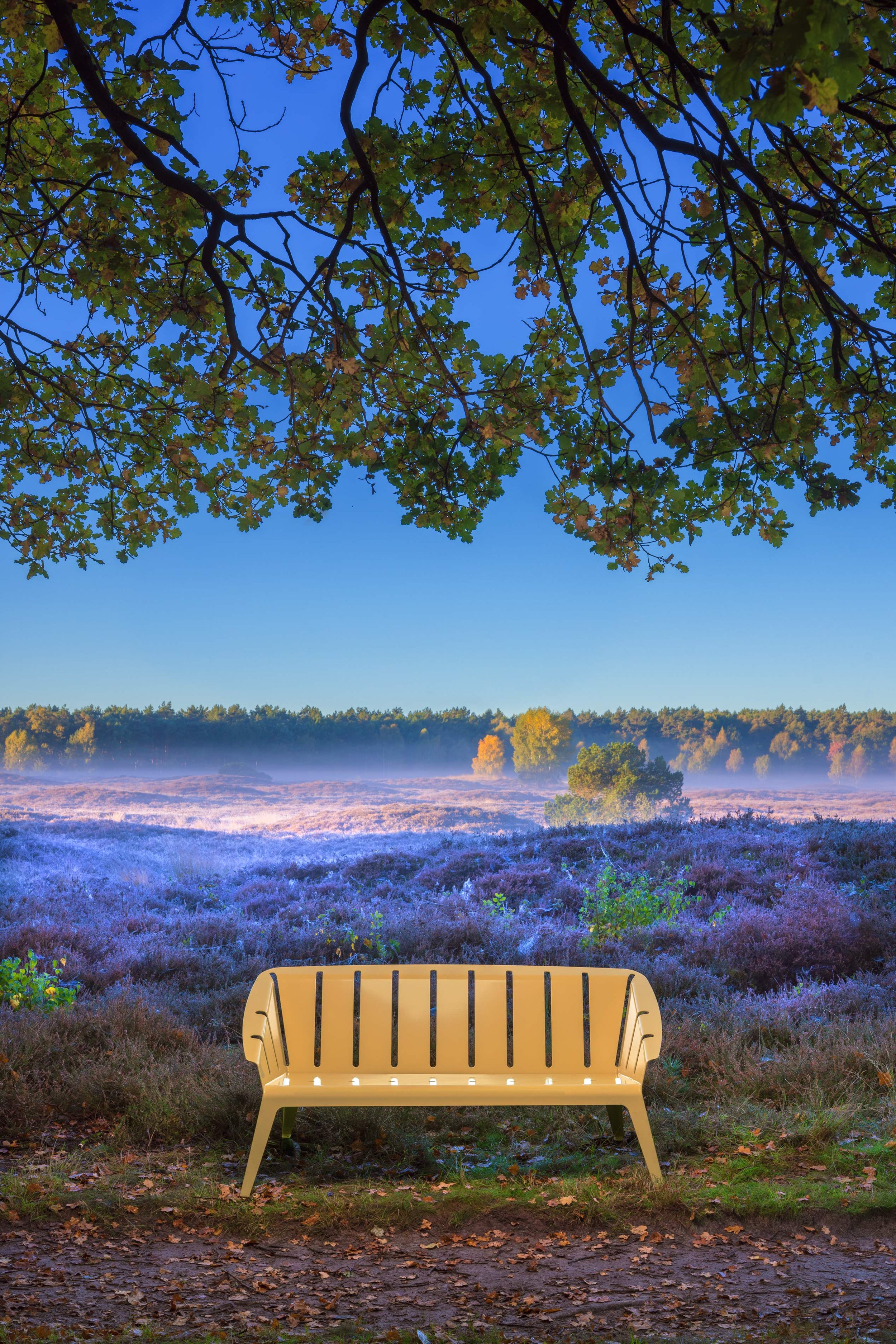 Eine weiße Gartenbank vor einer blühenden Heide im Morgenglühen mit Nebel, umgeben von Bäumen unter einem blauen Himmel.