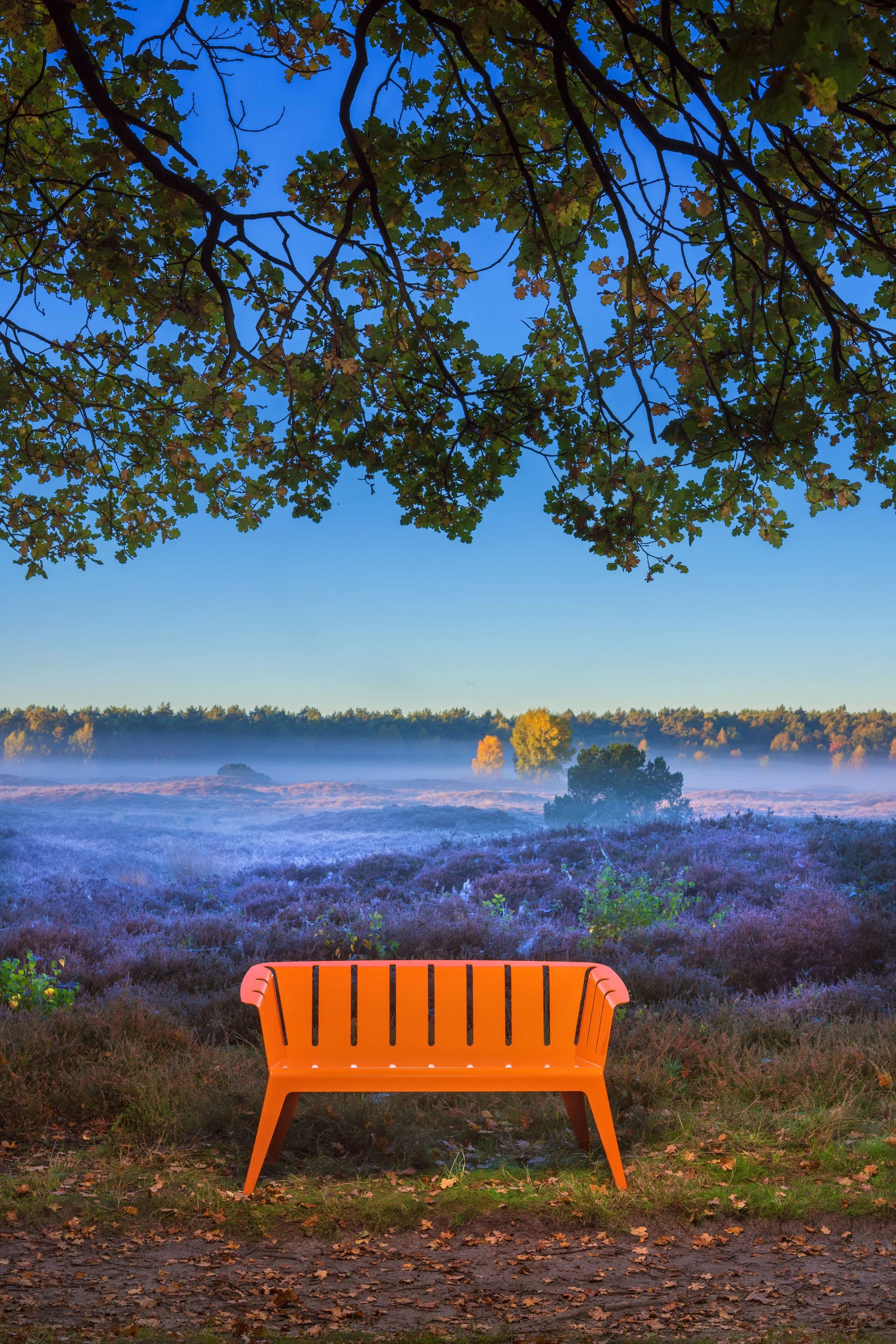 Eine orange Bank steht auf einer Erde, im Hintergrund befindet sich eine neblige Wiese mit Bäumen, über ihnen erstreckt sich ein blauer Himmel, und im oberen Bildrand sind die Äste eines Baumes mit grünen Blättern sichtbar.