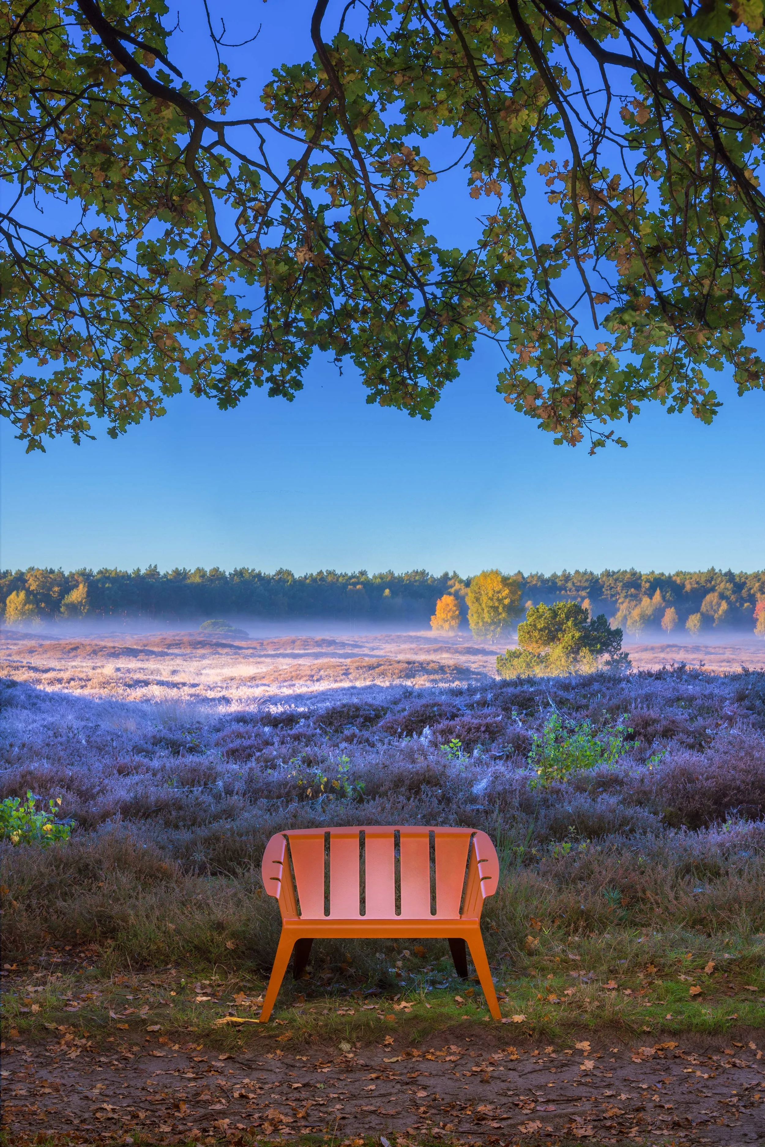 Eine orangefarbene Bank auf einem Weg, vor einem Heidestrauchfeld, mit Bäumen im Hintergrund und einem blauen Himmel.