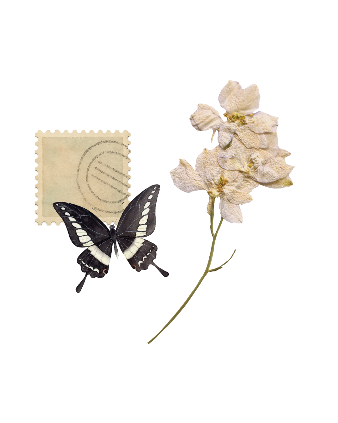 A vintage postage stamp with a black and white butterfly resting on it, alongside a dried white flower with multiple small petals.