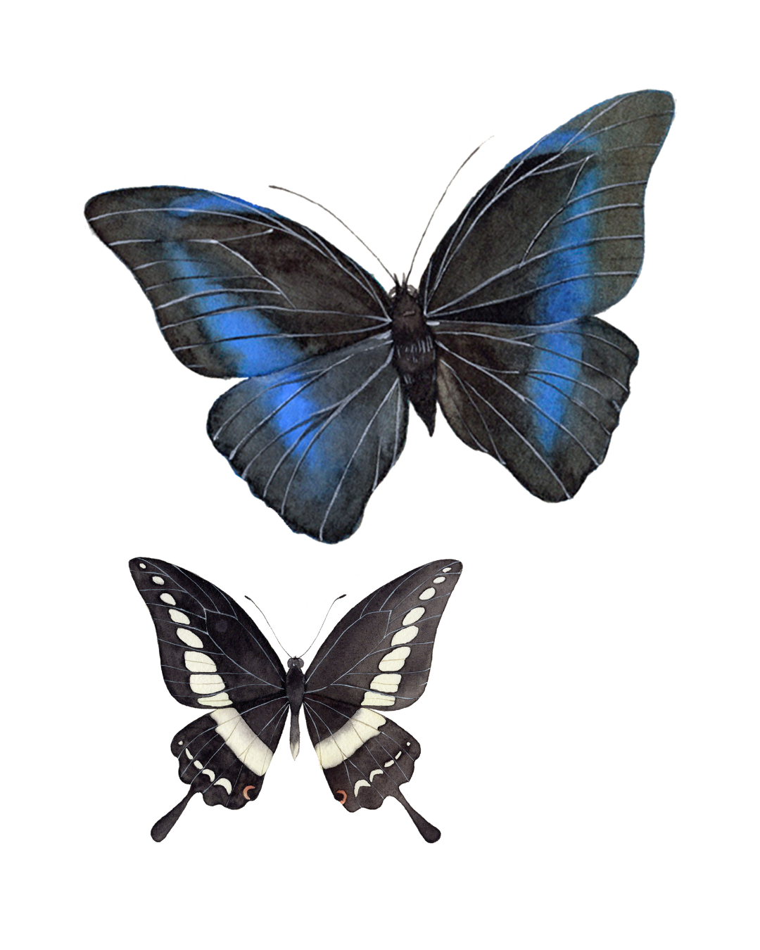Two butterflies, one large with black and blue wings and one smaller with black and white wings, are shown against a transparent background.