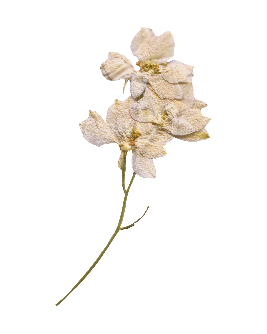 A dried, white flowering plant with a long slender stem.