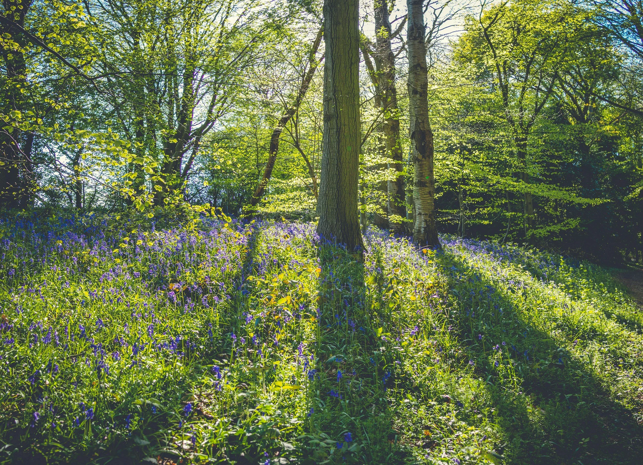 Sunlight filters through the green leaves of a forest, illuminating purple wildflowers covering the forest floor, with trees standing tall and casting shadows.
