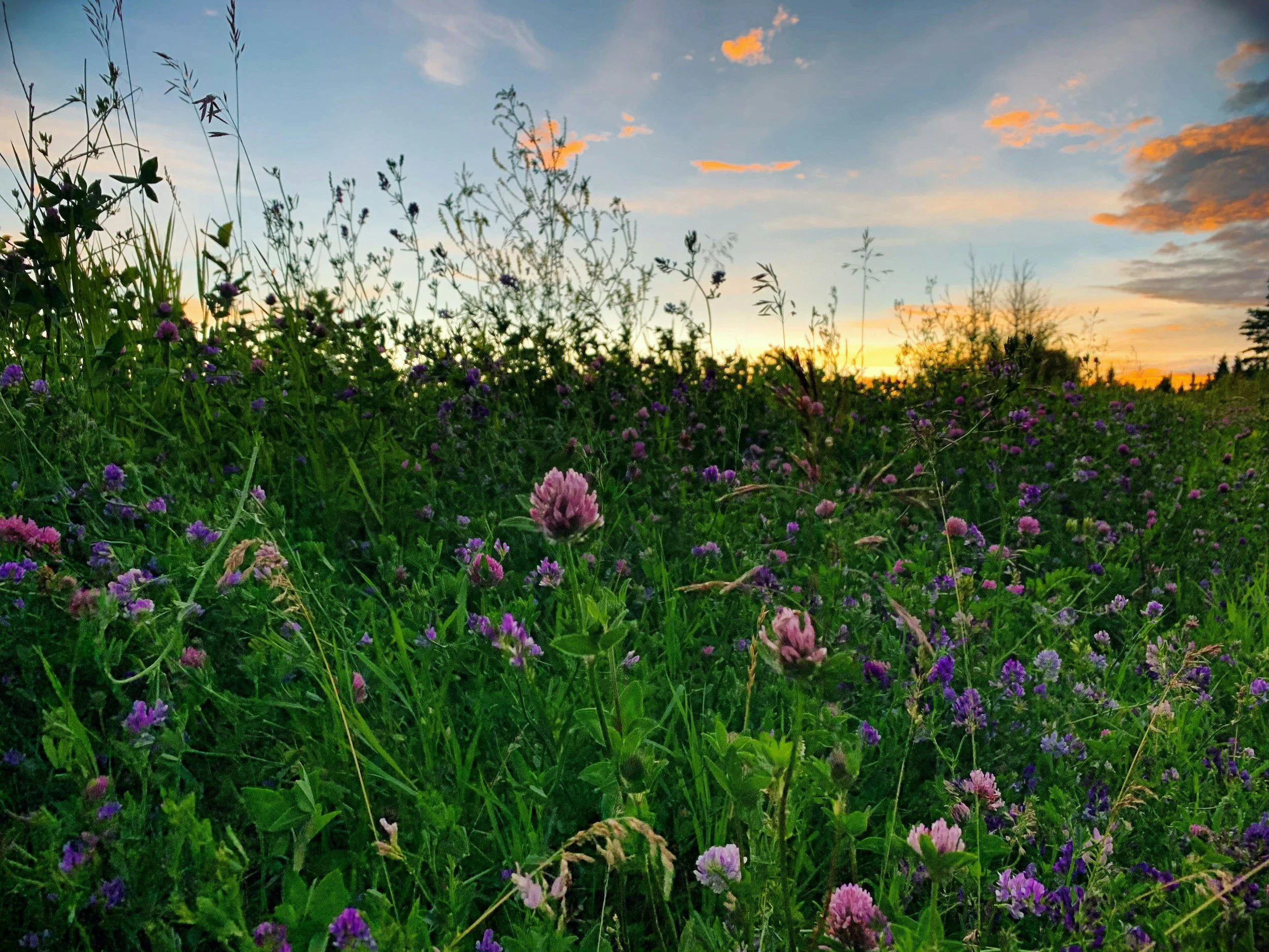 Wildflower meadow at sunset with pink and purple flowers and a sky with orange and blue clouds.