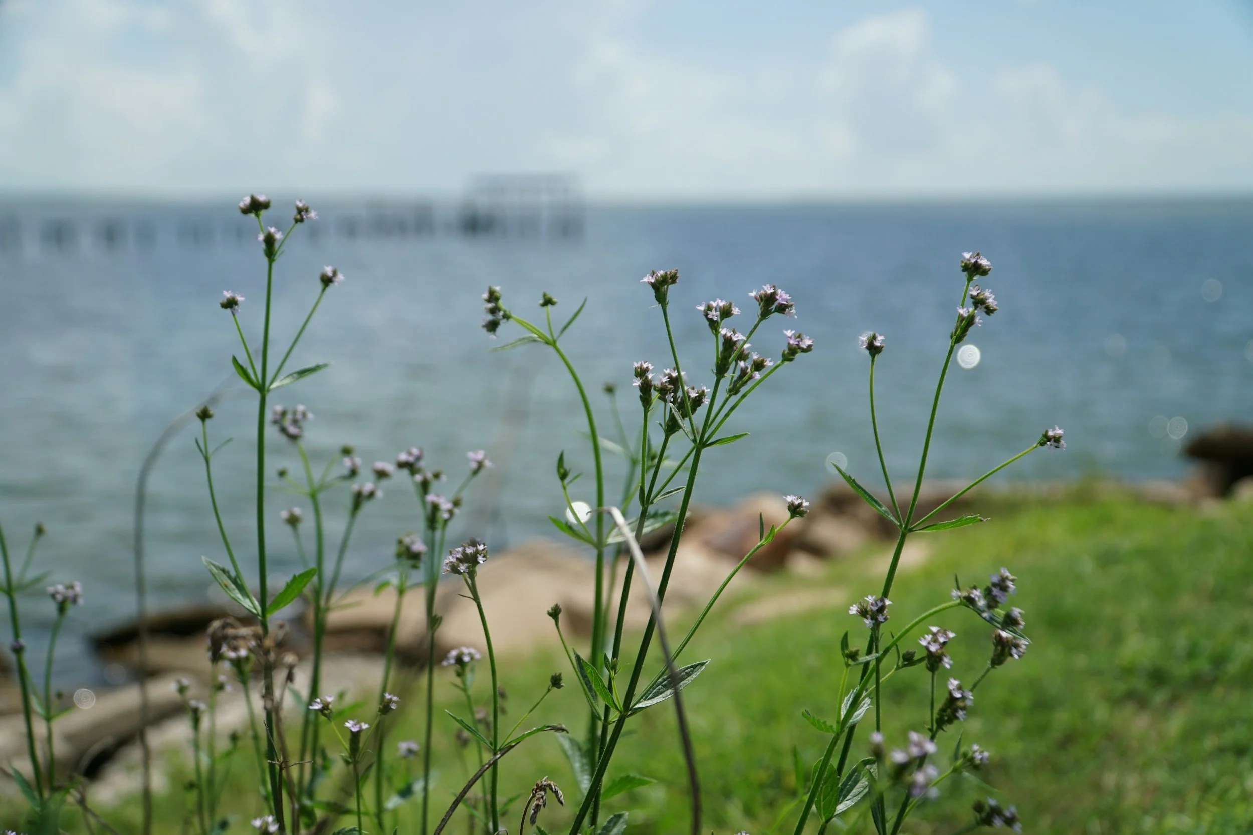 Wildflowers growing on a grassy shoreline near a body of water with a pier in the background.