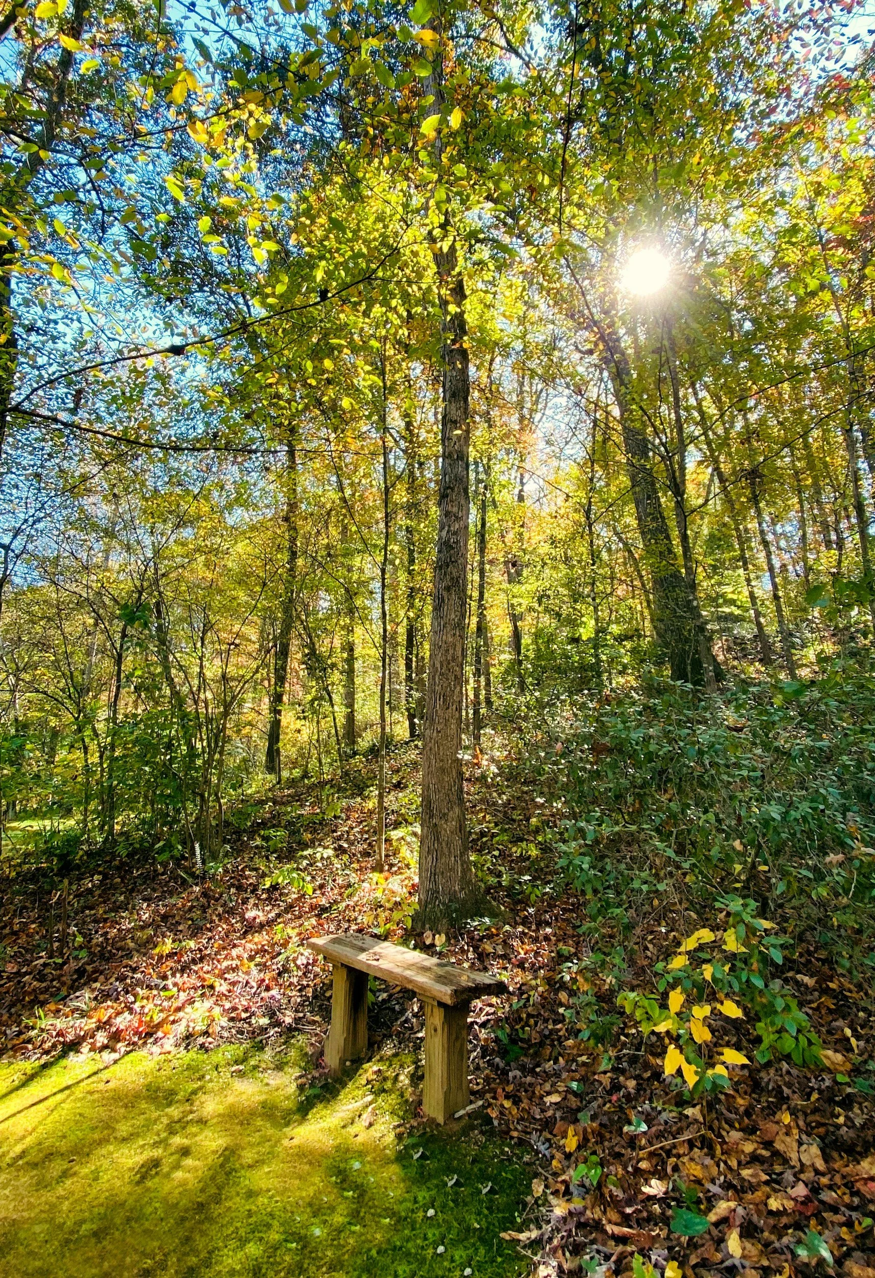 A forest scene with sunlight shining through trees, a small wooden bench on mossy ground, and fallen autumn leaves.