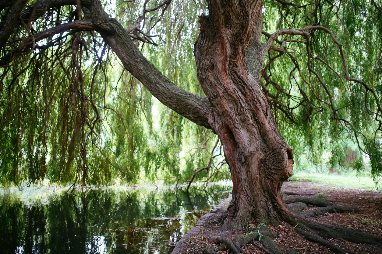A large, old tree with a thick, textured trunk and sprawling branches extends over a calm body of water in a lush green forest.