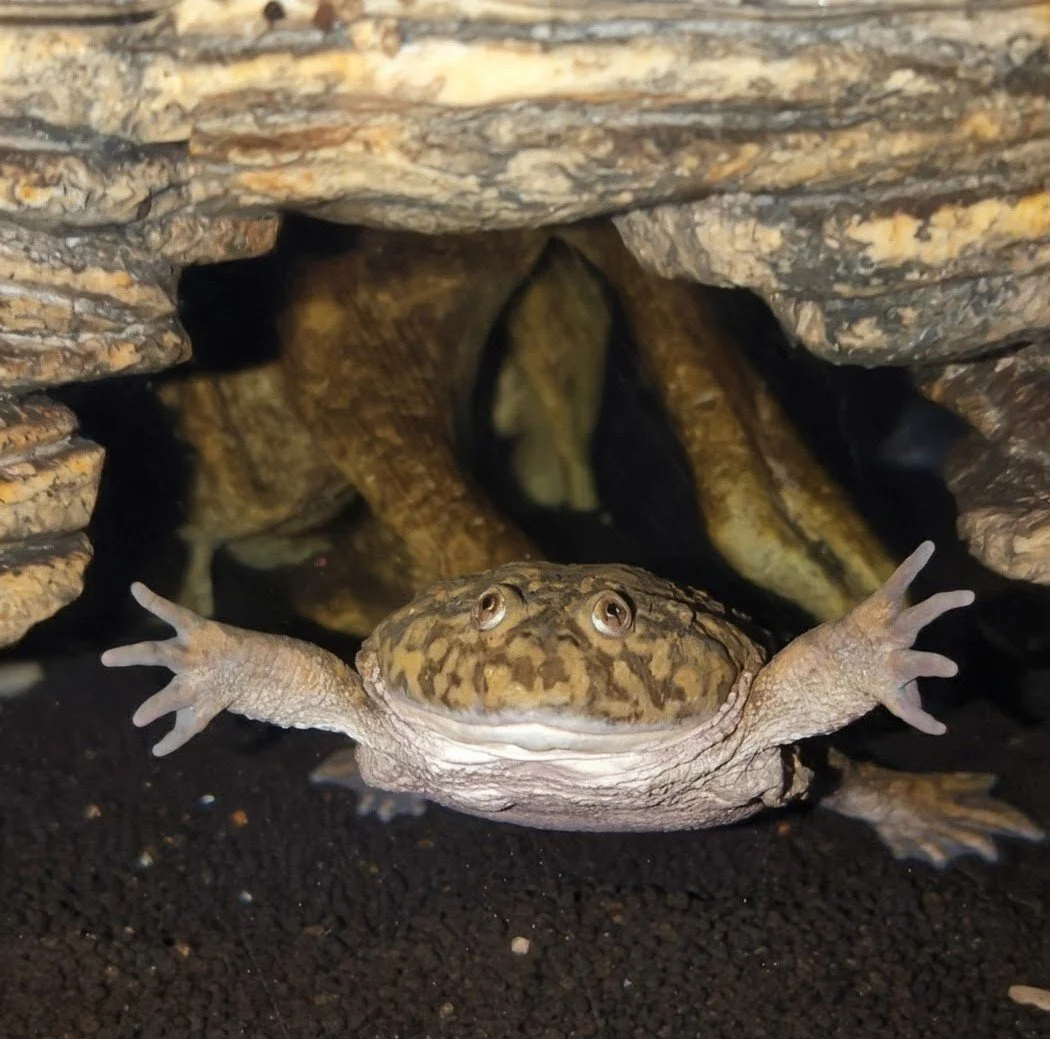 Toadally Awesome Pets a Mobile Amphibian Education Center | Explore ...