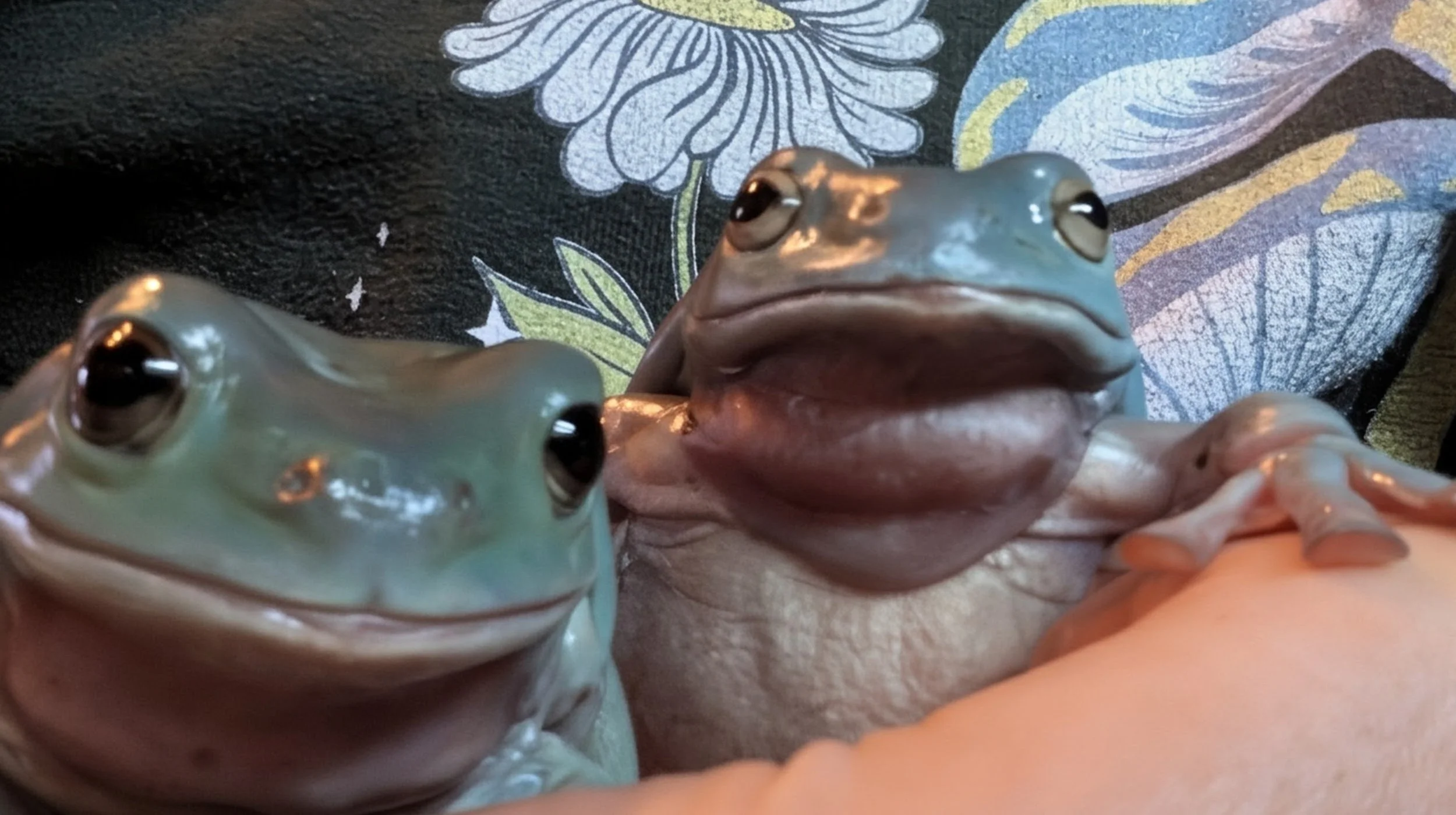 Connecting Communities to Amphibian Conservation 