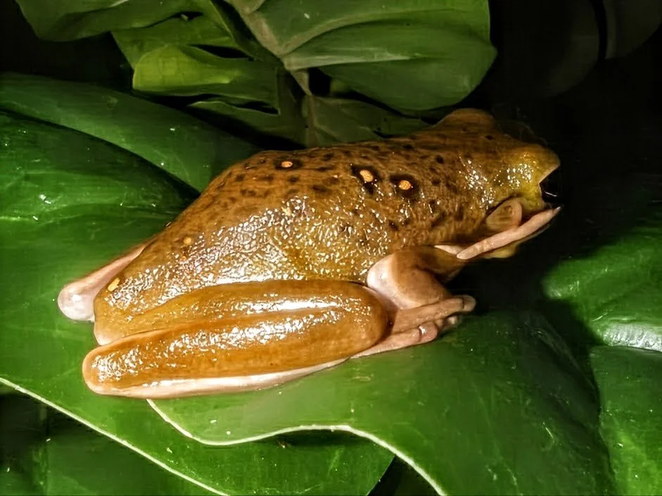 The Good Earth School