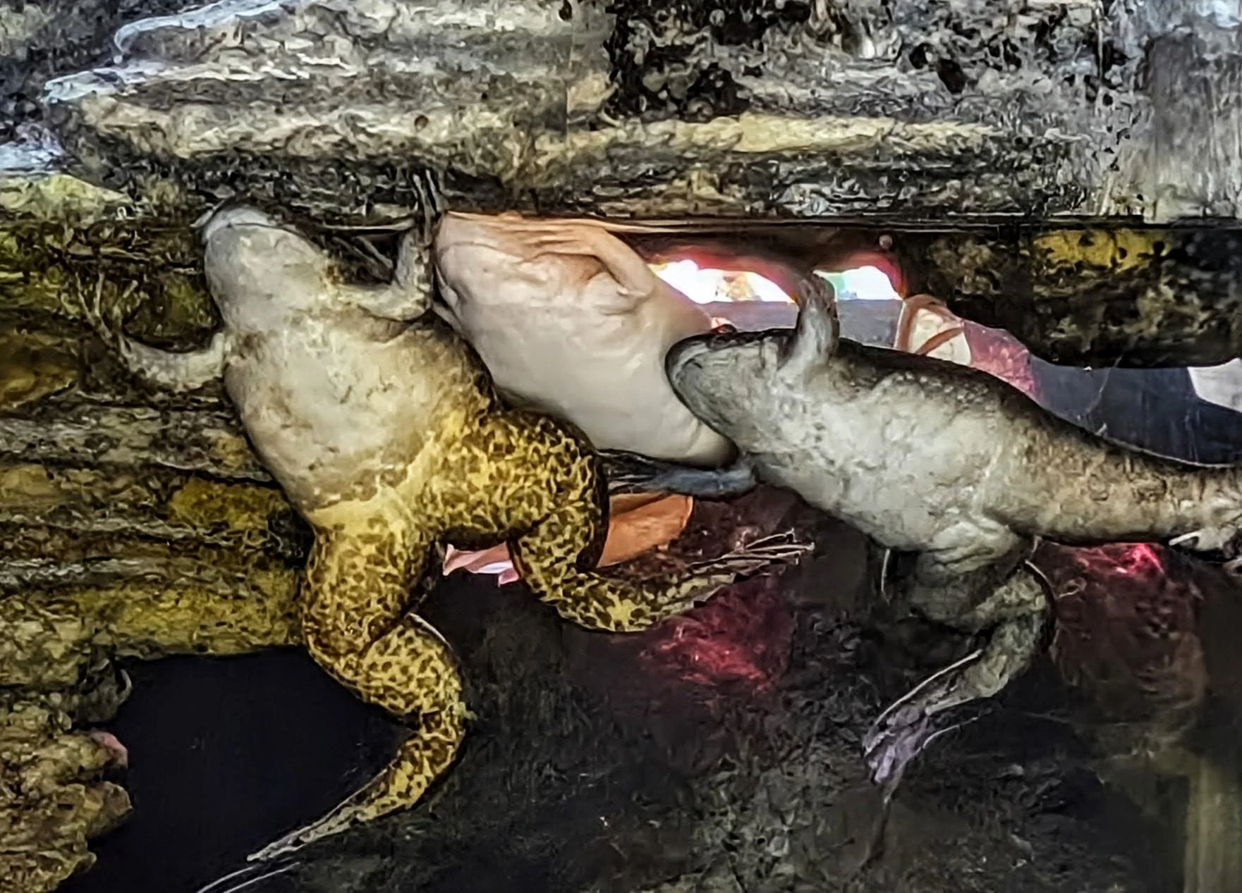 One Book Two Book Festival