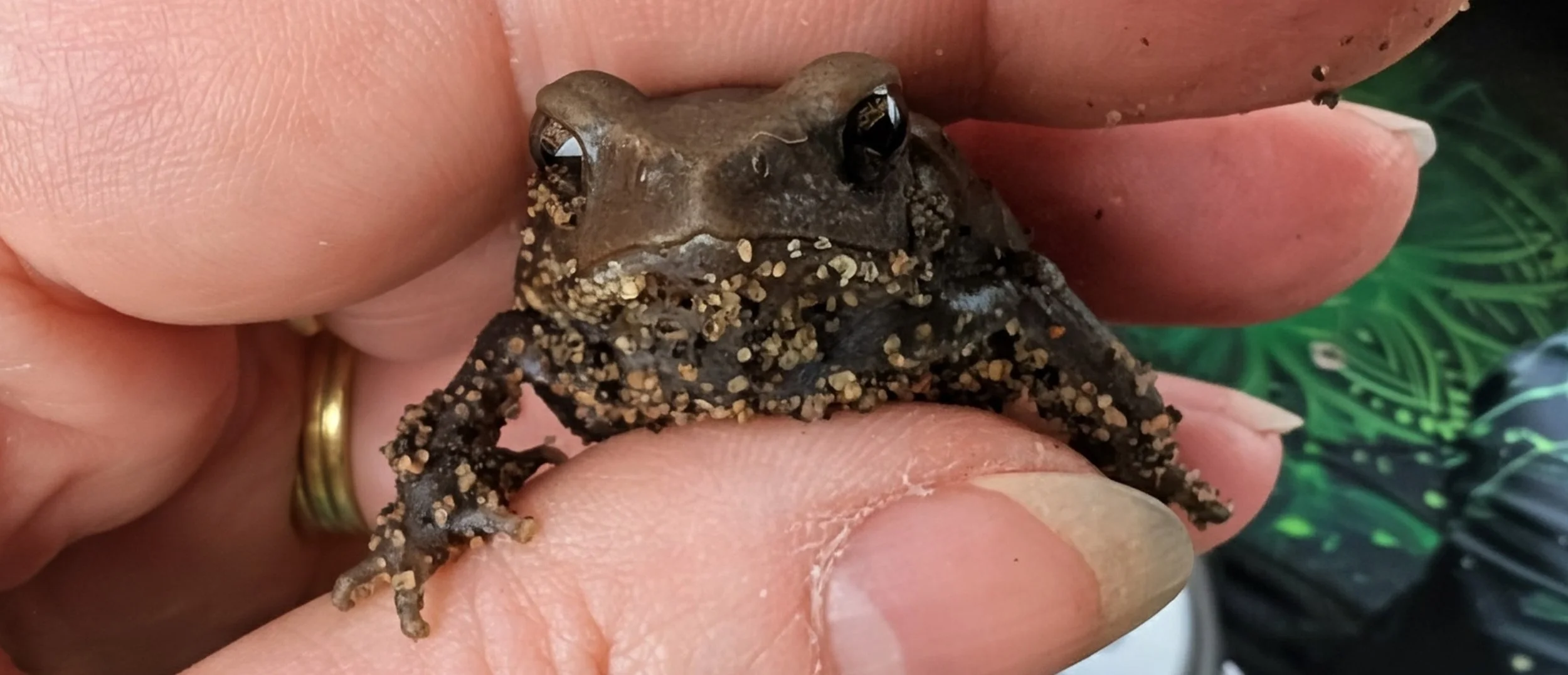 Mini Toad Pet Smooth-Sided Toads — Toadally Awesome Pets a Mobile Amphibian Education ...