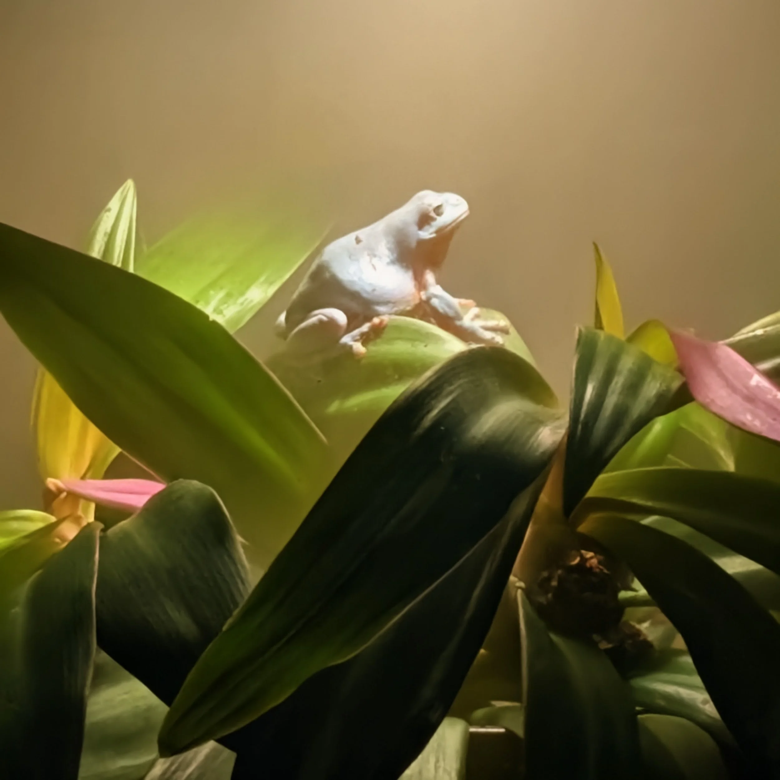 A small white and brown frog sitting on large green and pink leaves with a plain, light background.