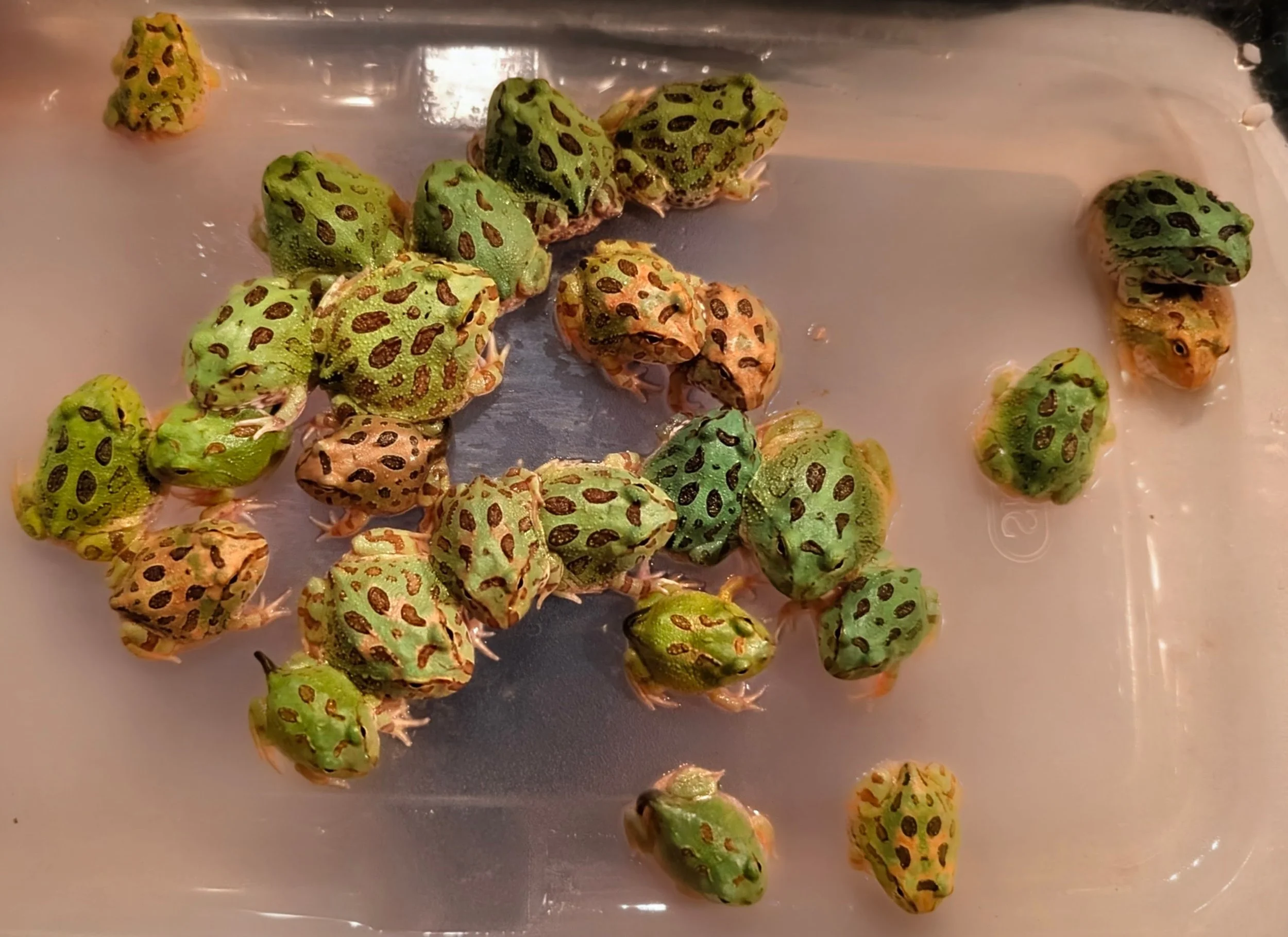 Pac-Man frogs Various colors and morphs