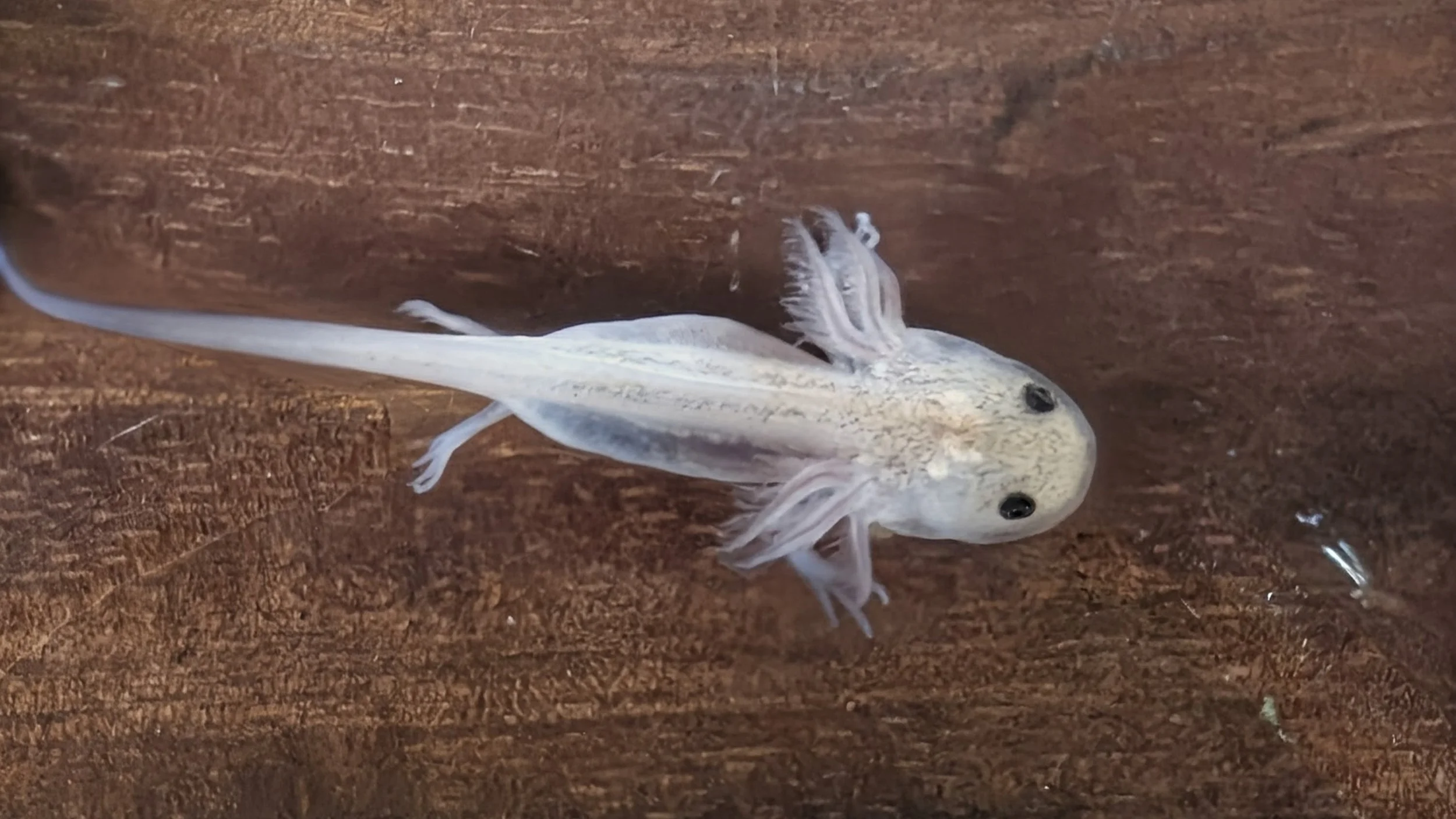 Axolotls — Toadally Awesome Pets a Mobile Amphibian Education Center