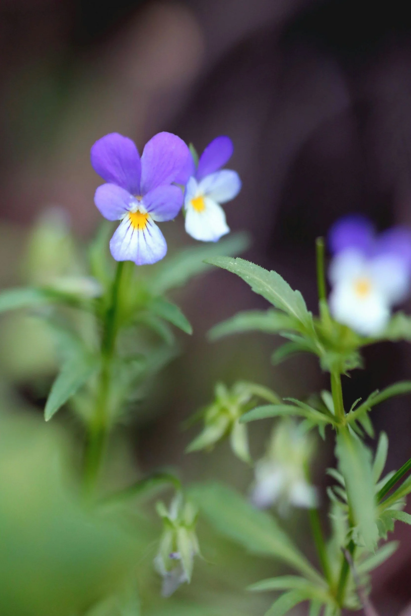 Petites fleurs violettes et blanches avec des têtes jaunes, entourées de feuilles vertes, dans un premier plan flou.