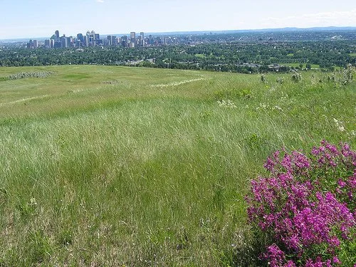 A grassy hilltop park with pink flowers in the foreground and a city skyline in the background.
