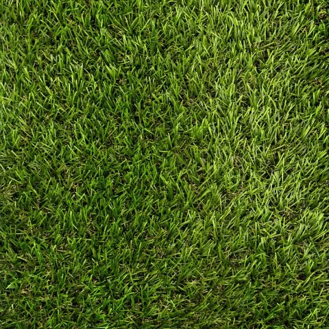 Close-up of green grass on a lawn