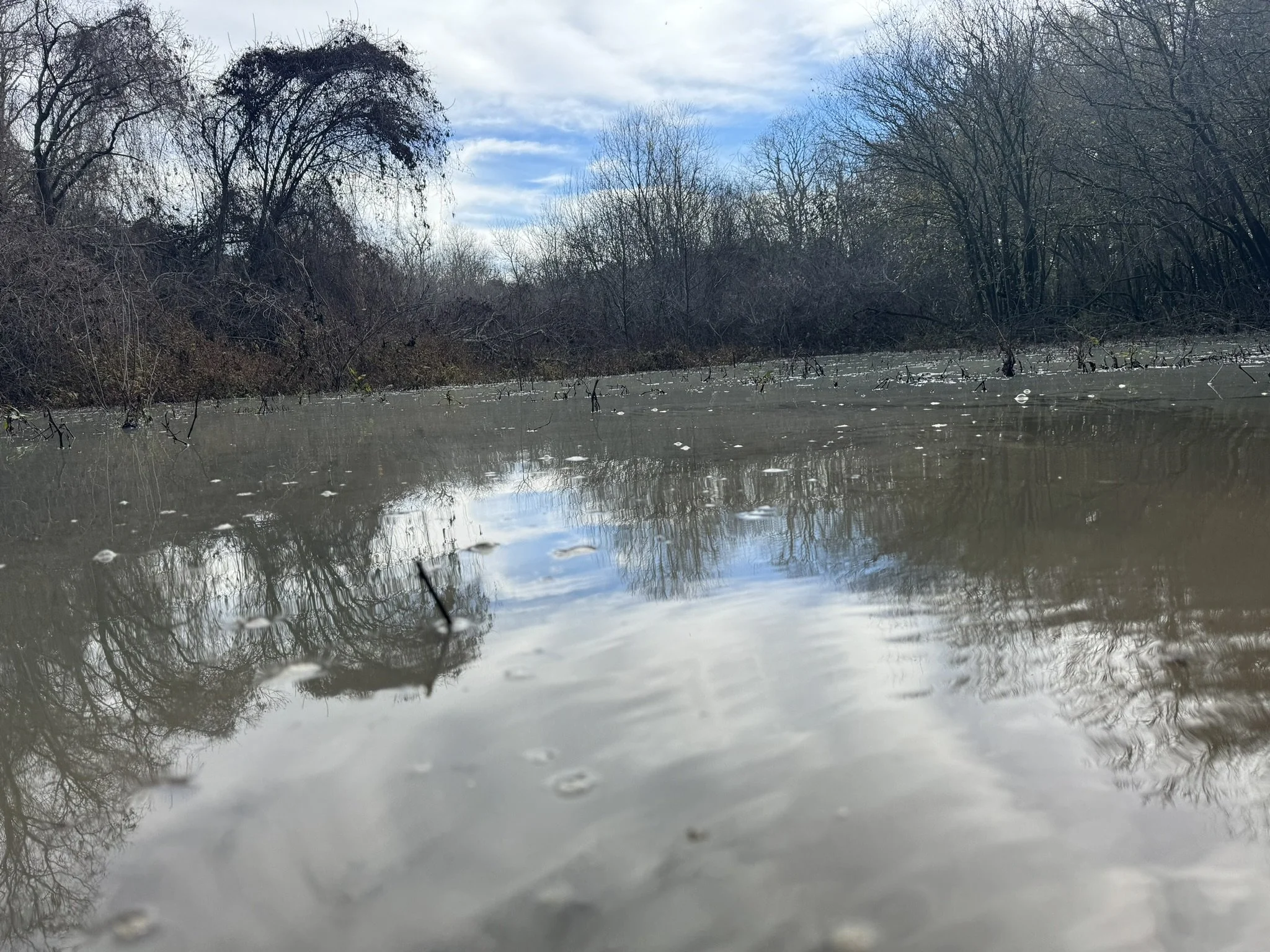 flooded-woods.jpg