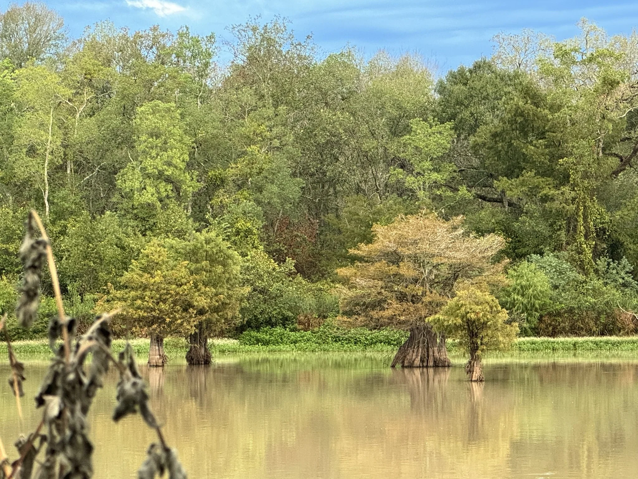 cypress-reflection.jpg