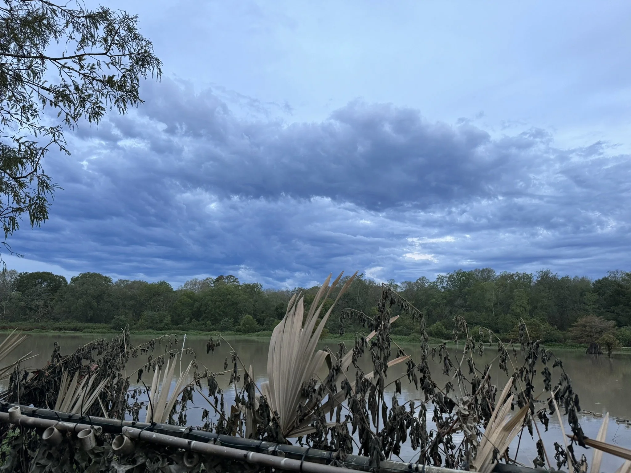 swamp-cloudy.jpg