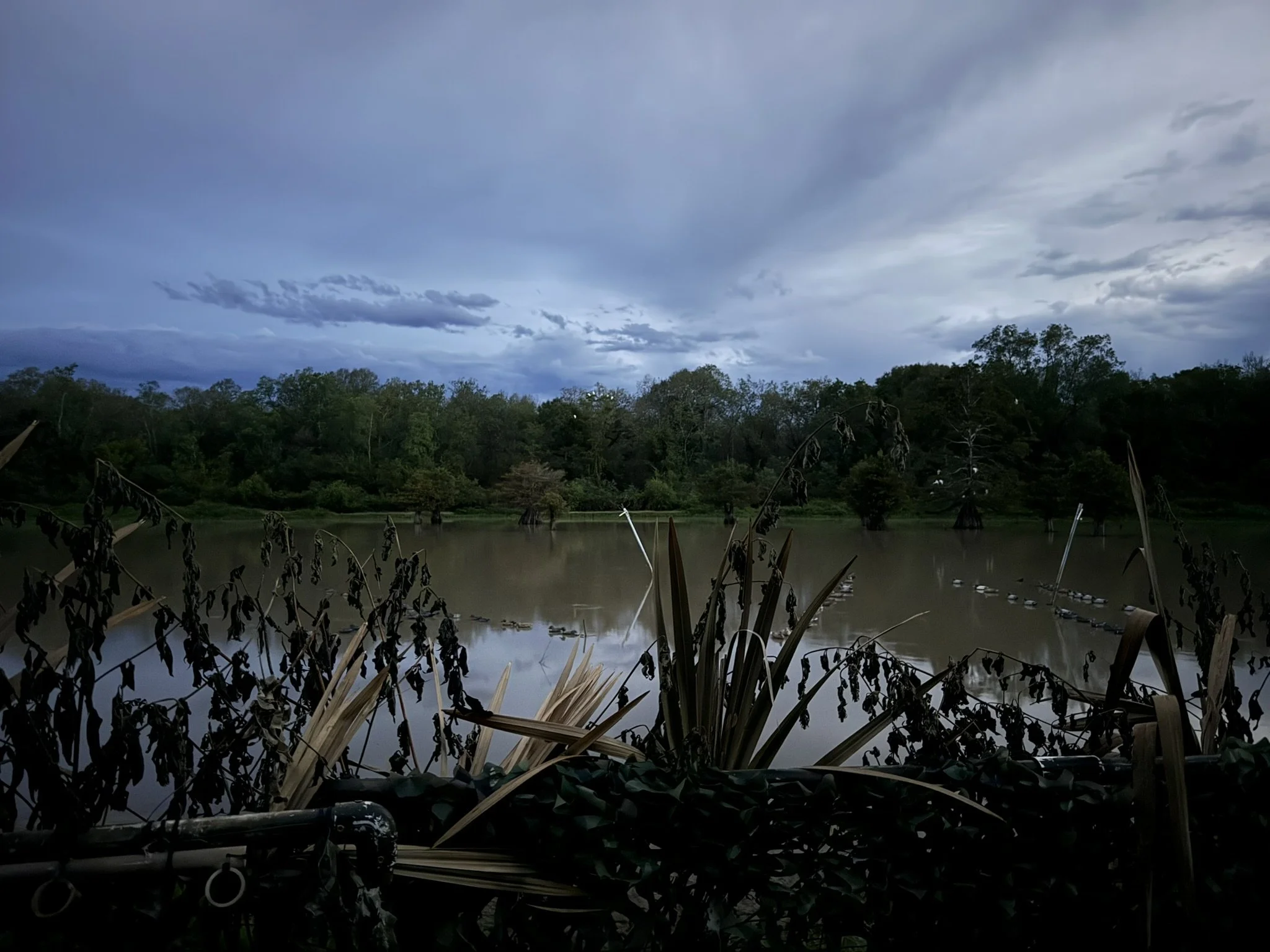 swamp-dusk.jpg
