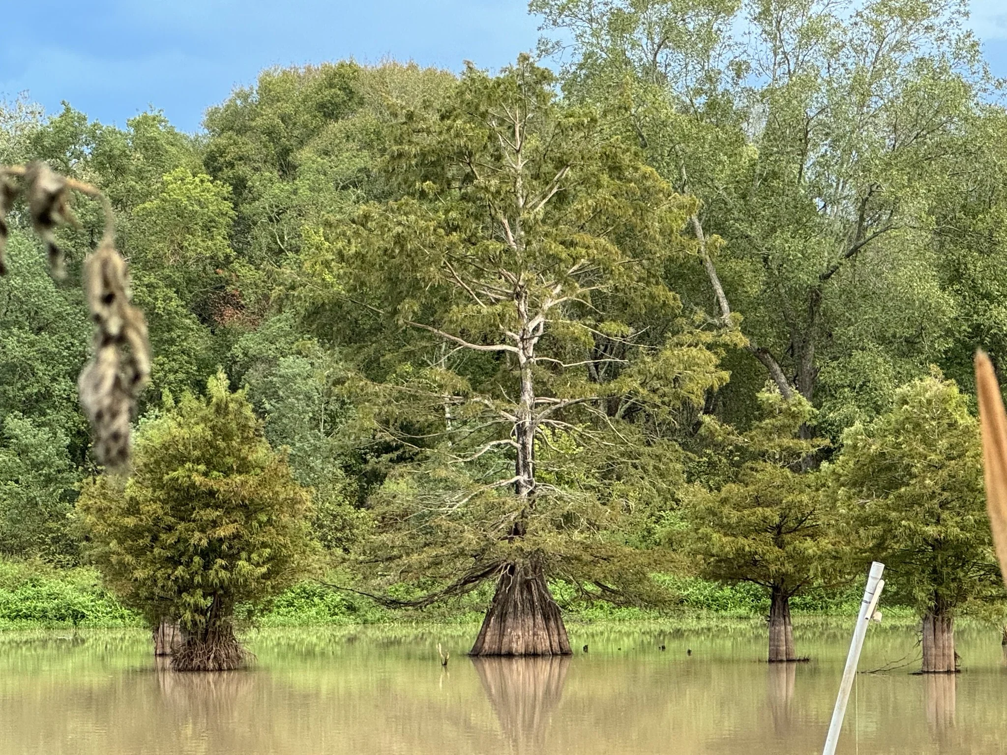 cypress-trees.jpg