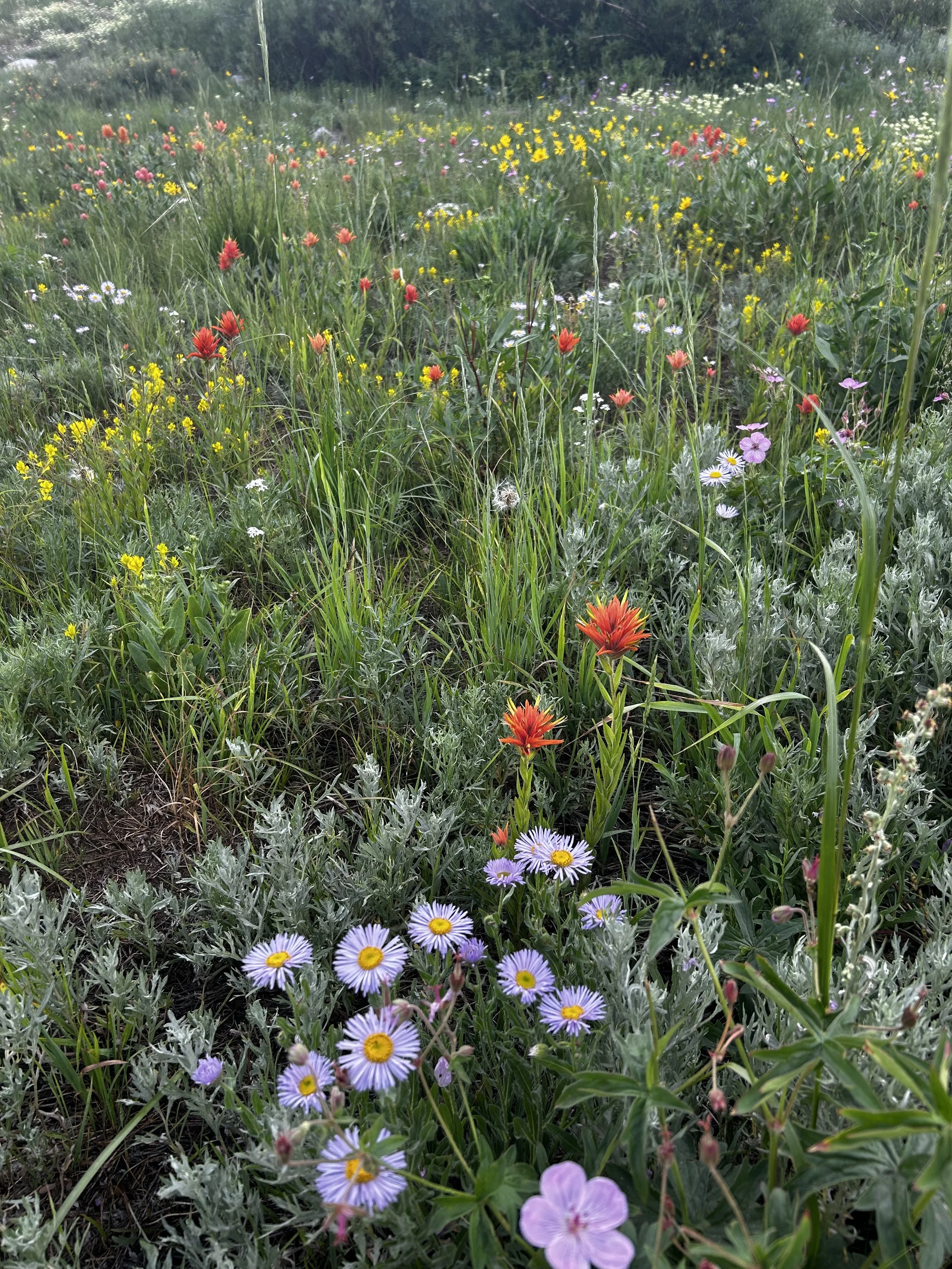 A field with various wildflowers including purple daisies, yellow flowers, and red blooms, with greenery and trees in the background.