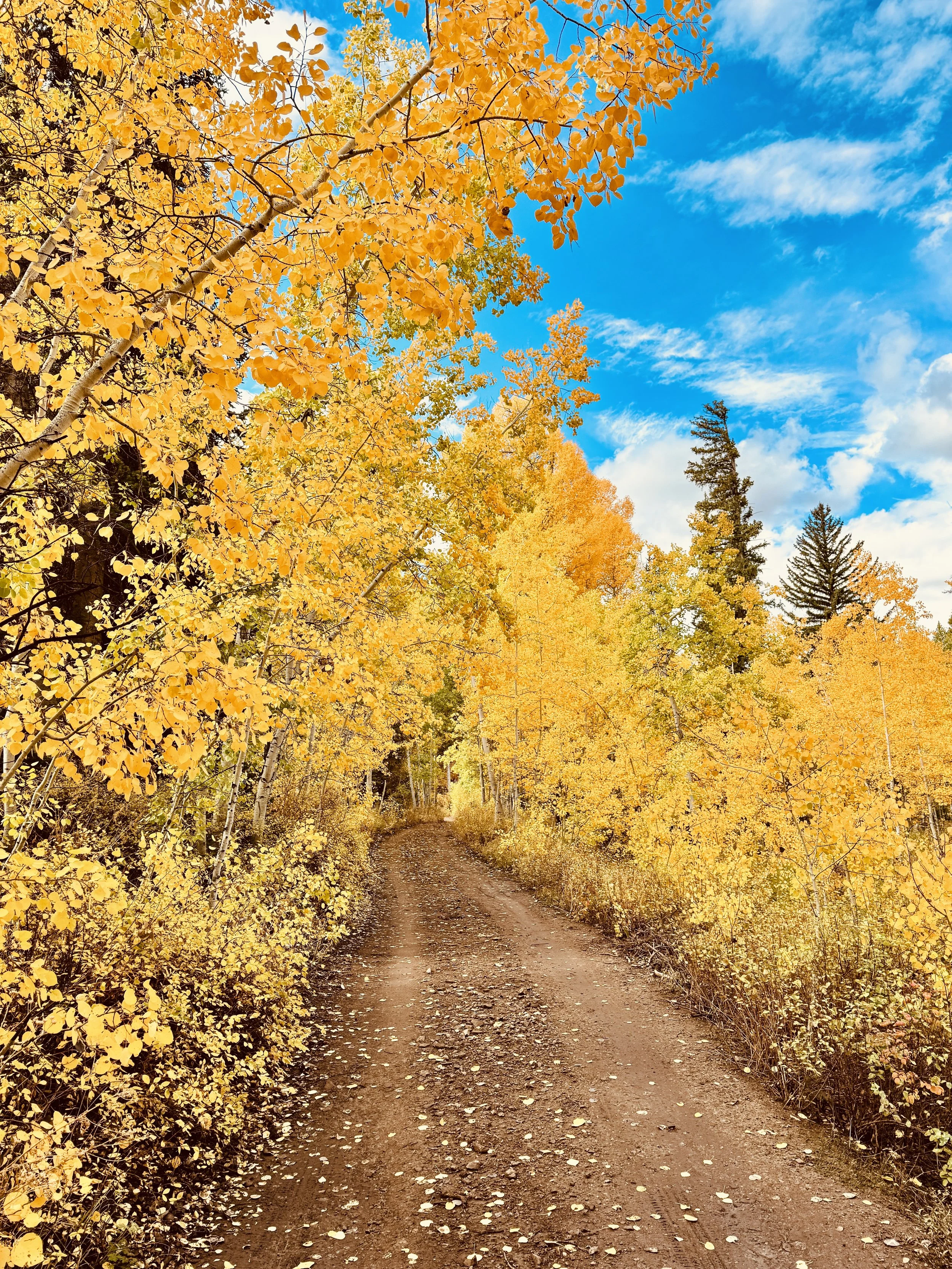 A dirt trail winding through a forest of autumn trees with bright yellow and orange leaves, under a partly cloudy blue sky.