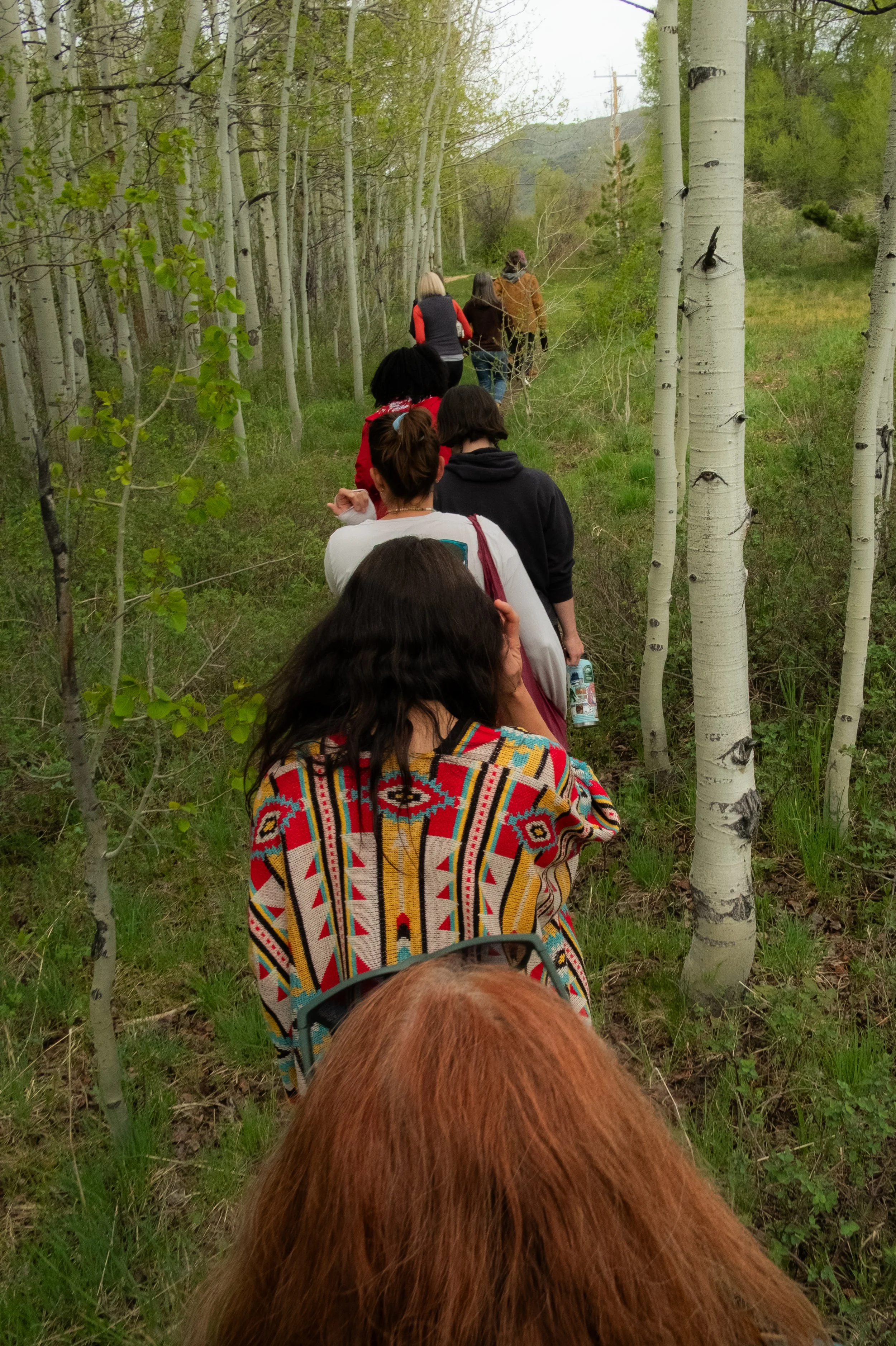 A line of people walking through a forested trail with white trees and green foliage, seen from behind.