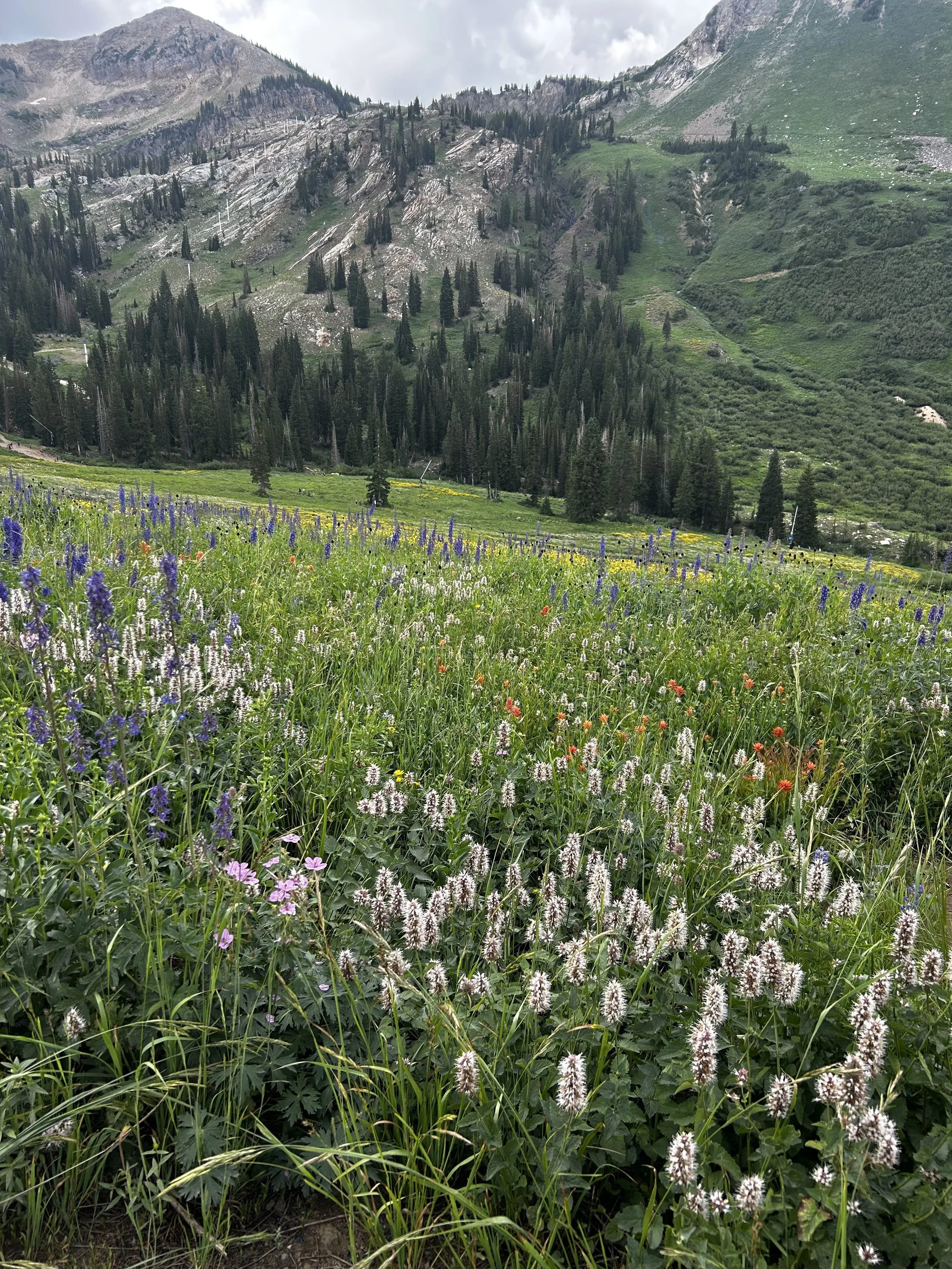 A scenic mountain landscape with a meadow of colorful wildflowers in the foreground, thick pine trees on the hillside, and towering mountains covered in patches of snow in the background.