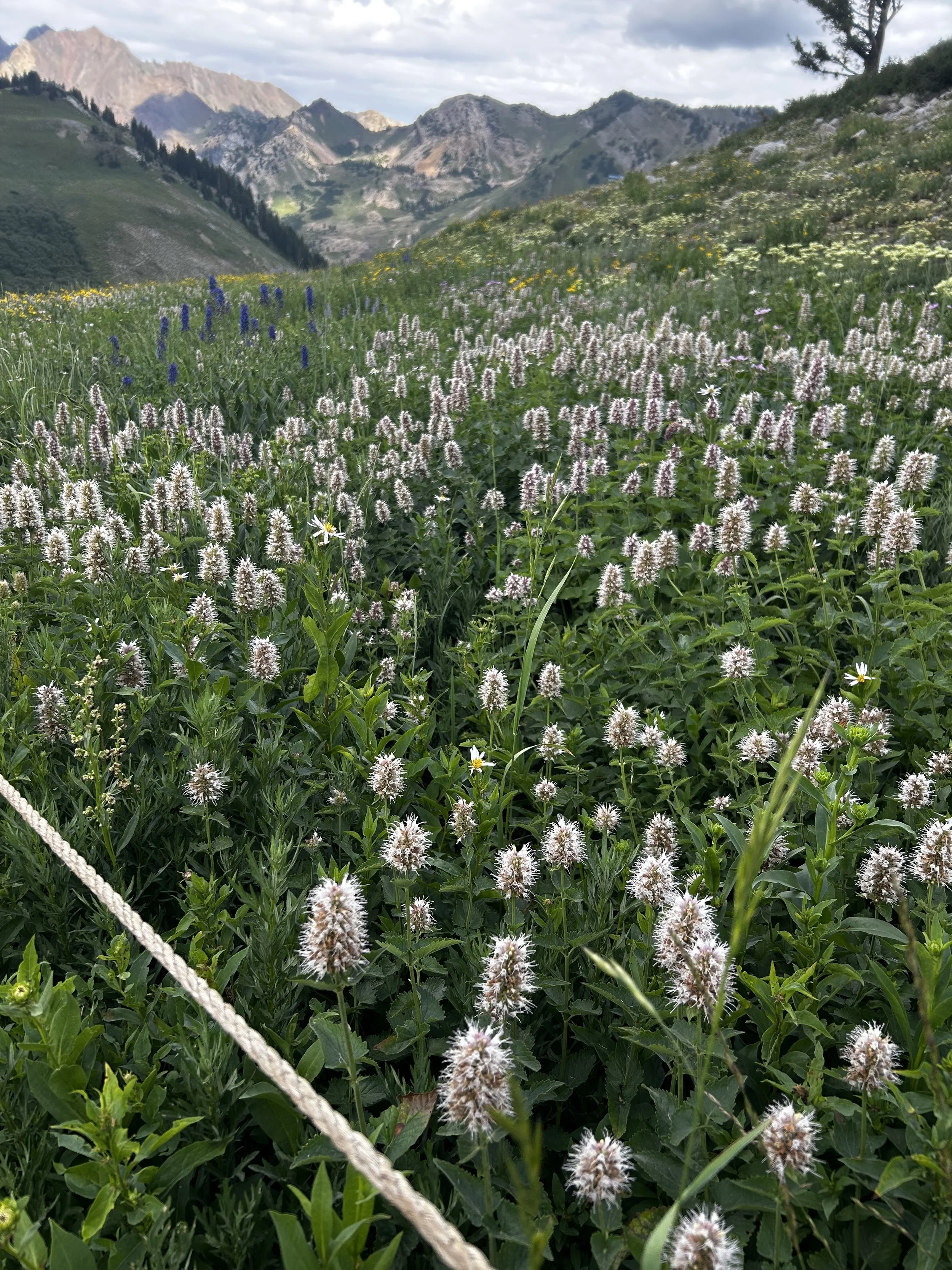A vibrant mountain meadow filled with white, purple, and yellow wildflowers, surrounded by lush green grass and with mountains and cloudy sky in the background.