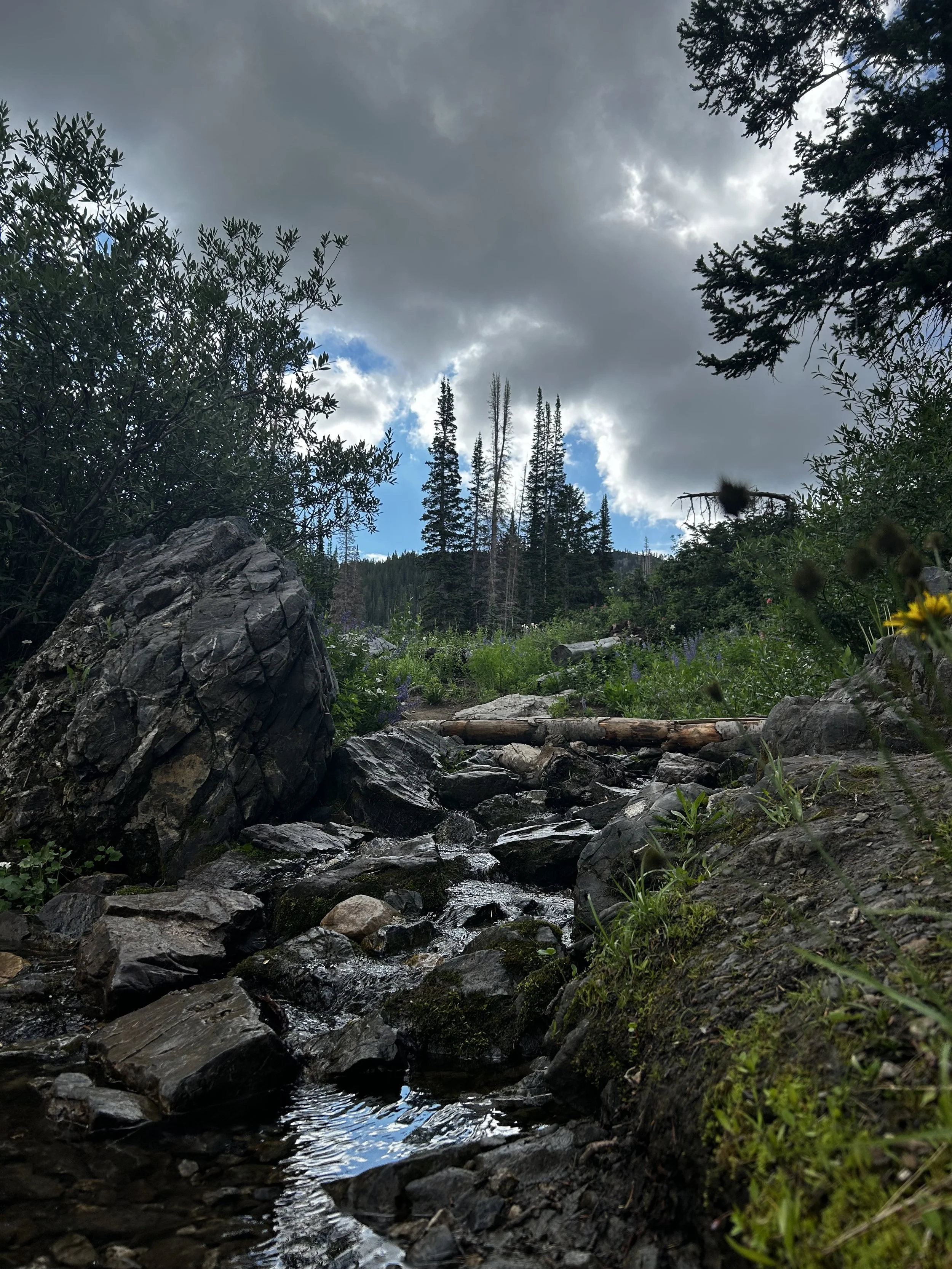 A rocky stream flowing through a forest with tall pine trees, overcast sky, and lush greenery.