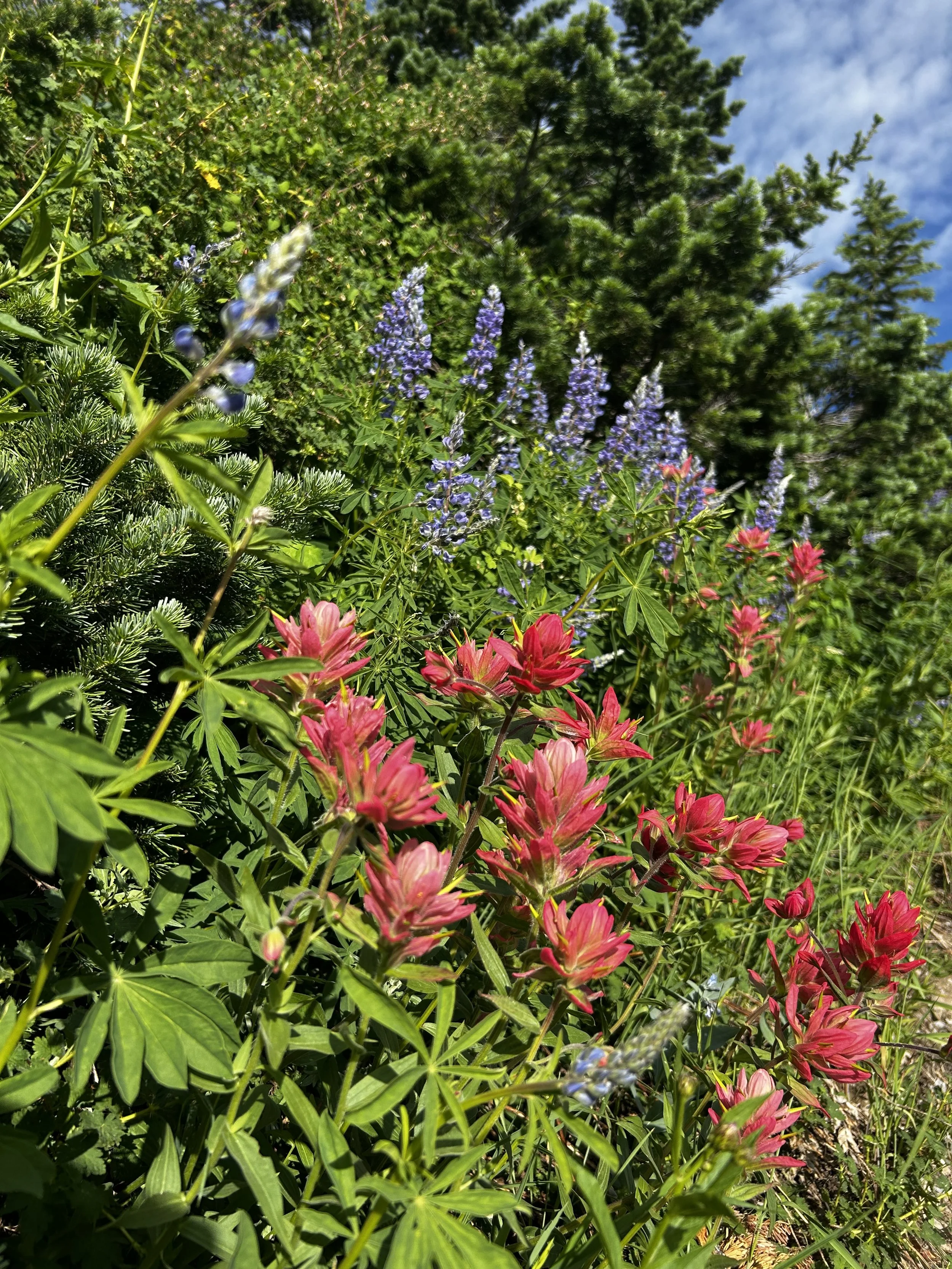 Colorful wildflowers, including pink and purple blooms, surrounded by green foliage, with a blue sky and a few clouds in the background.