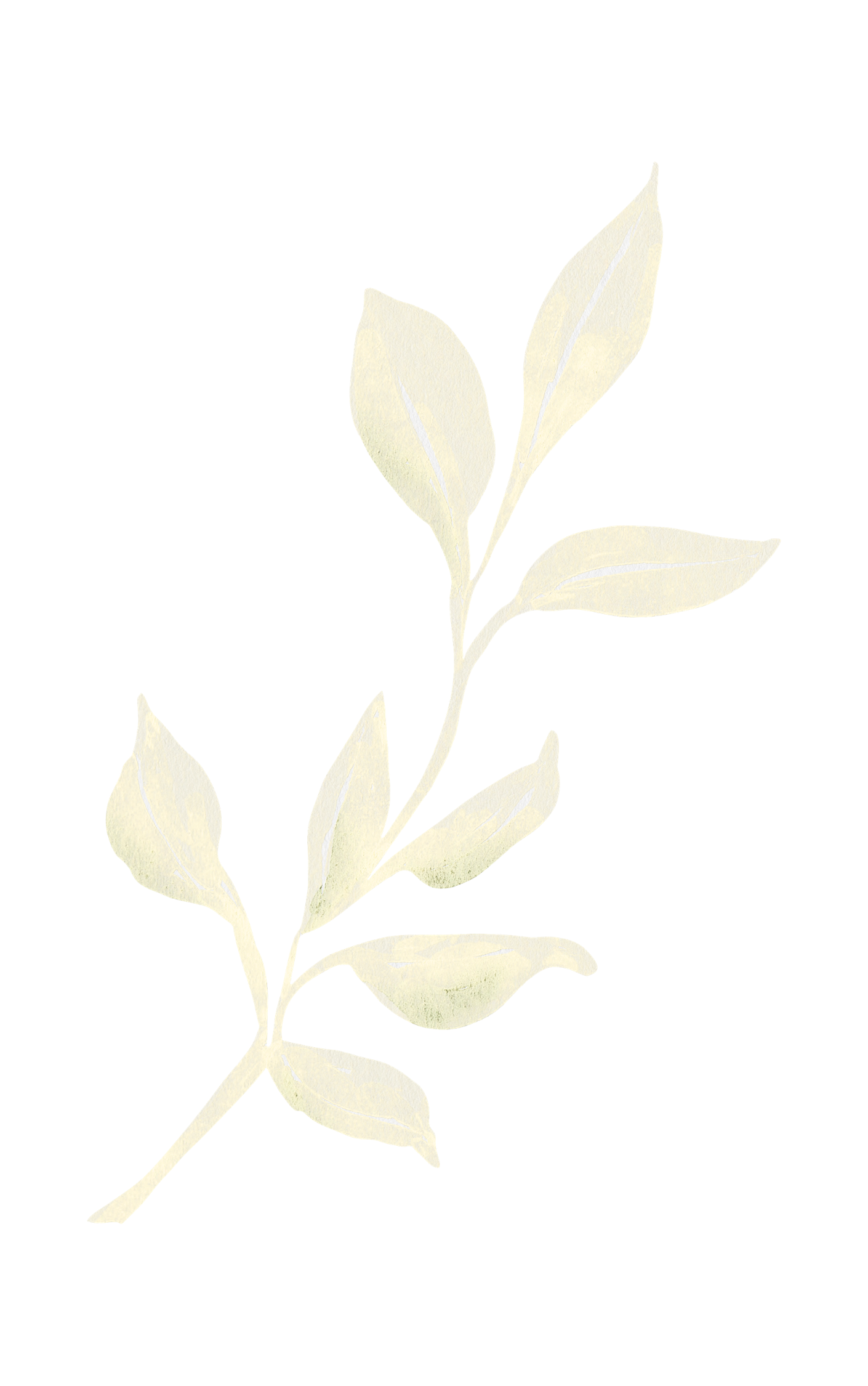 Une illustration minimaliste d'une plante avec plusieurs feuilles pâles, sans détails spécifiques ou contexte