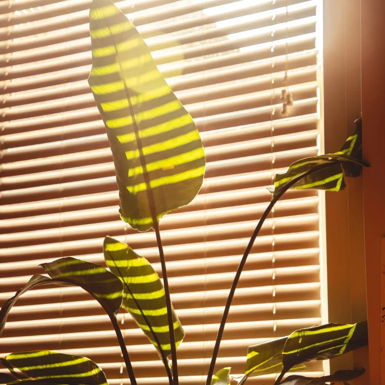 Sunlight shining through window blinds illuminating green leaves of a houseplant.