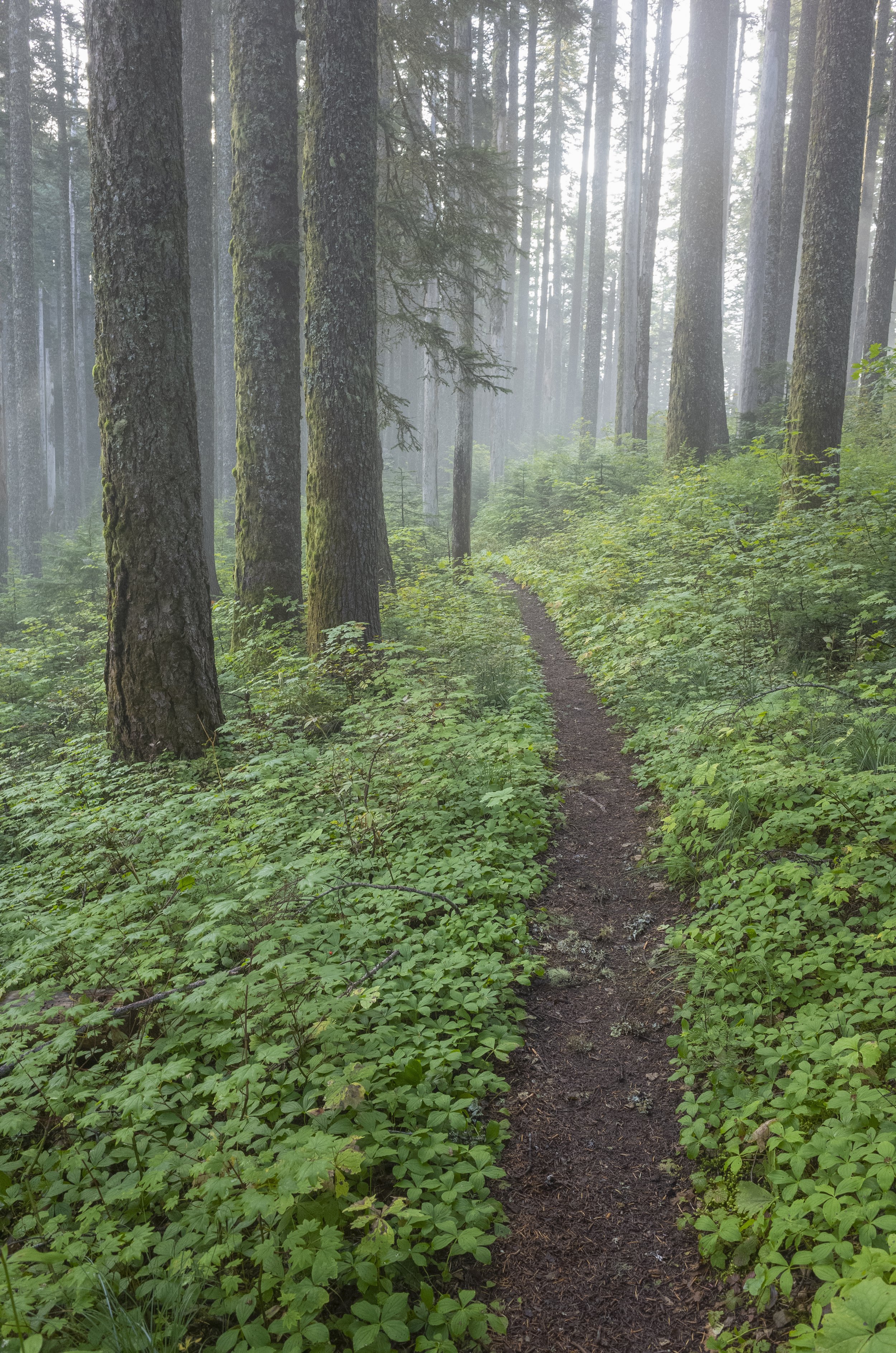 Finding Peace on the Trail: Why I Hike to Reset My Mind